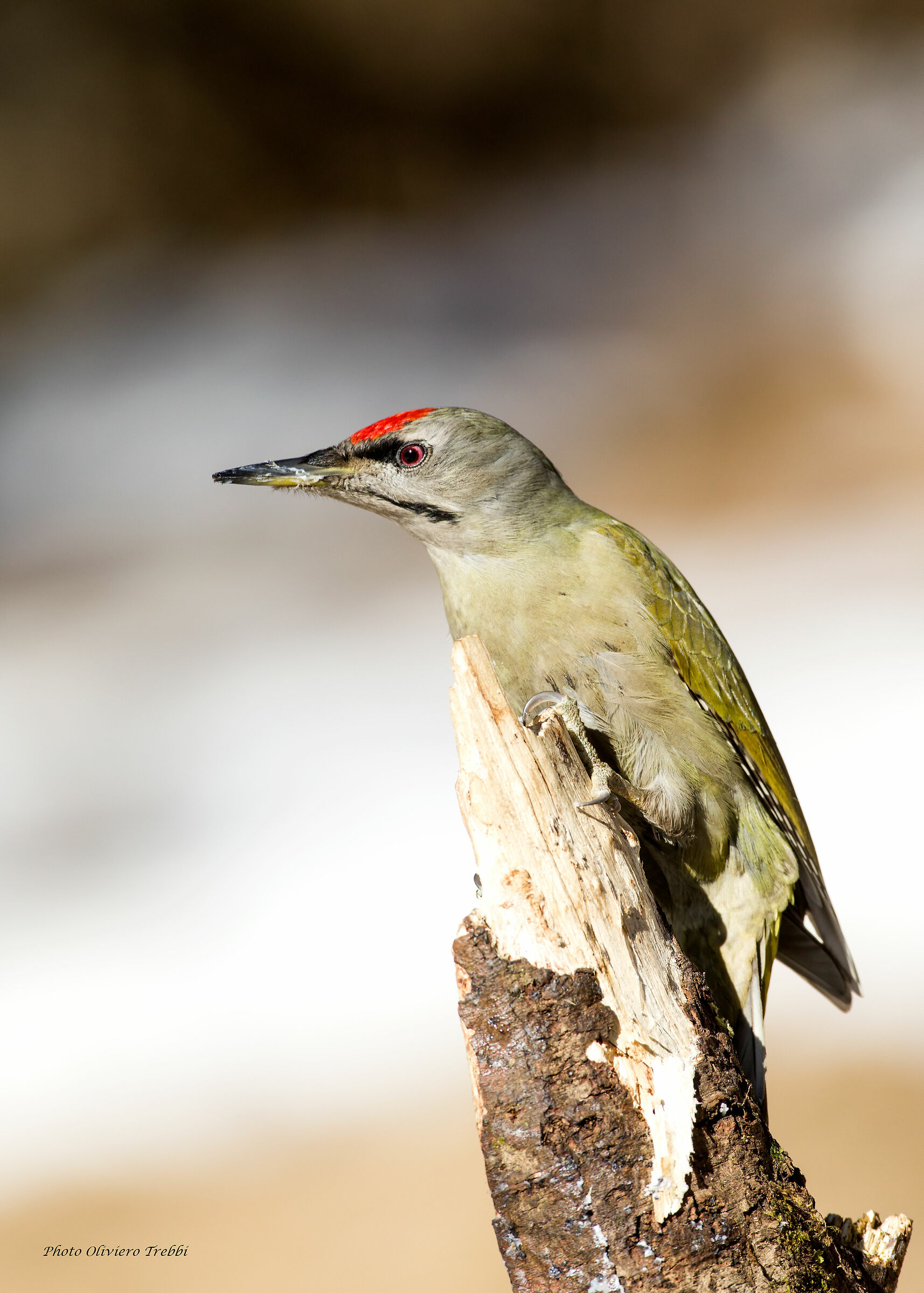Grey Woodpeckers