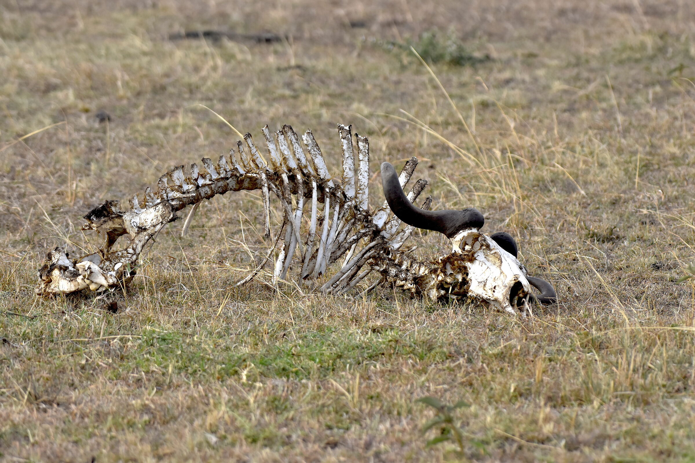 The harsh law of the Savannah