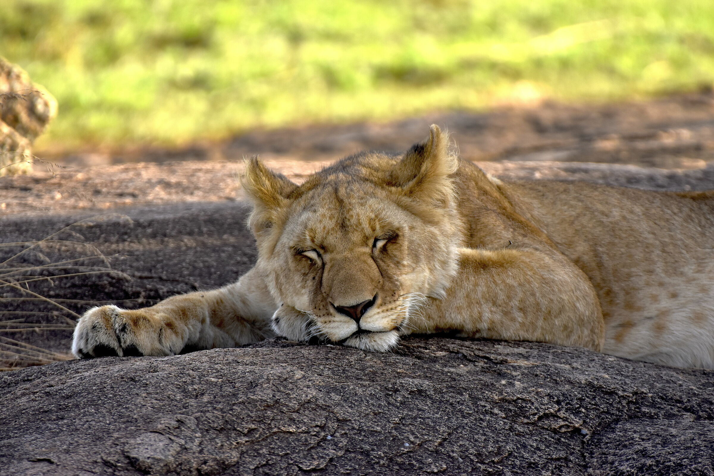 Il riposo della Regina