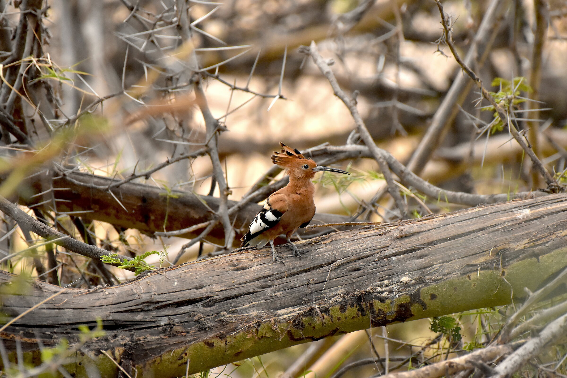 Hoopoe
