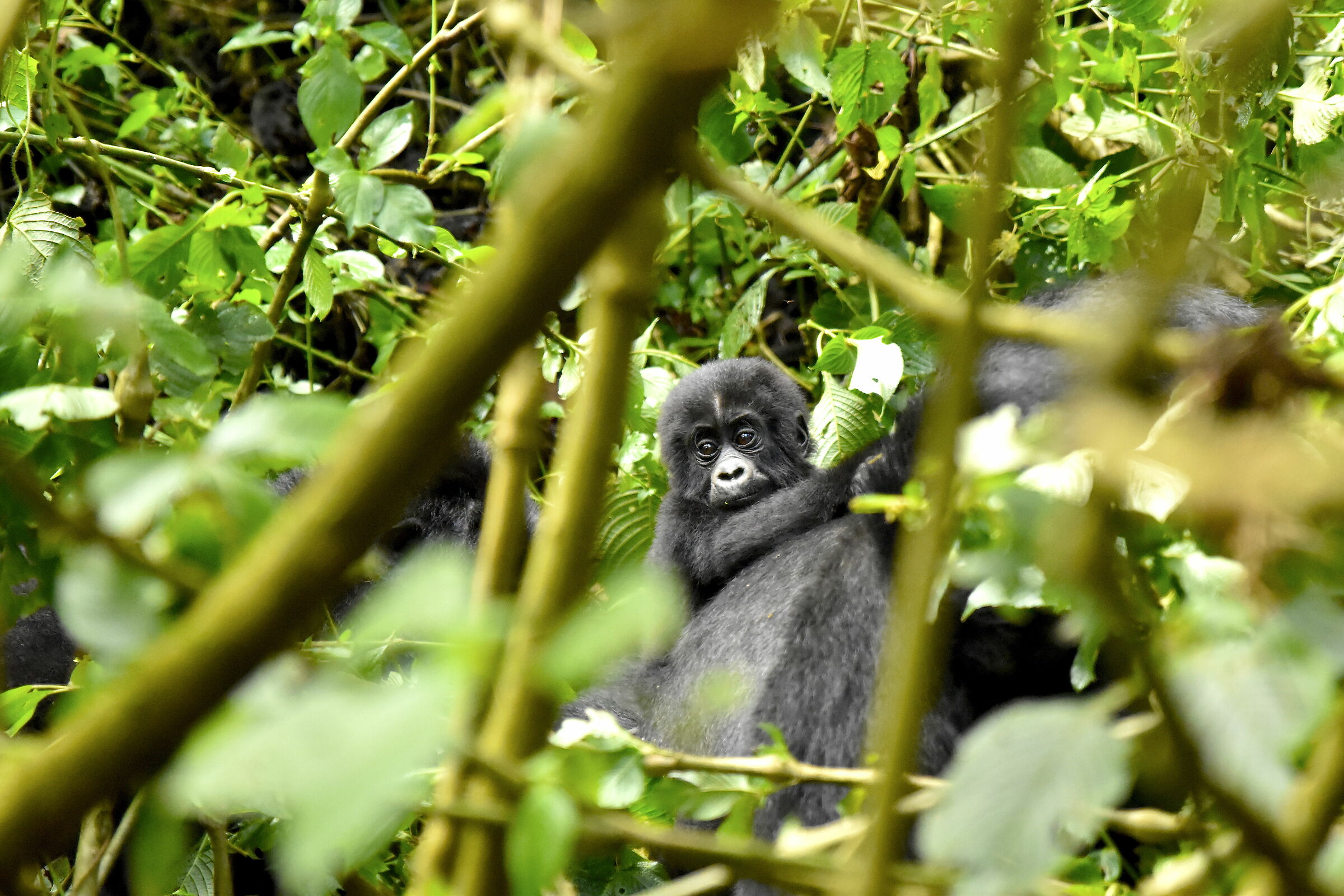 Un timido sguardo incuriosito