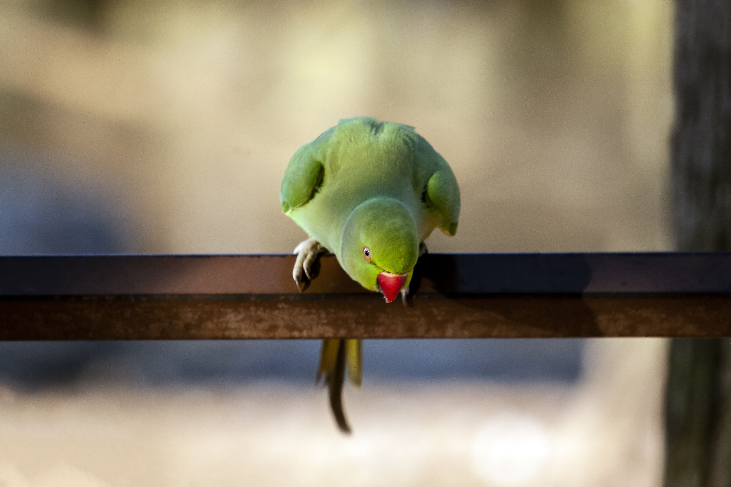 At the park of Monza