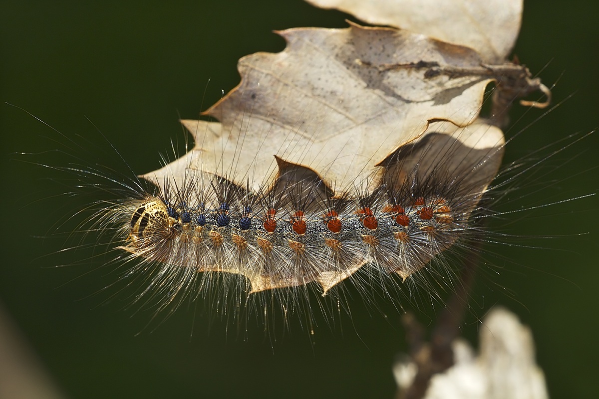 caterpillar