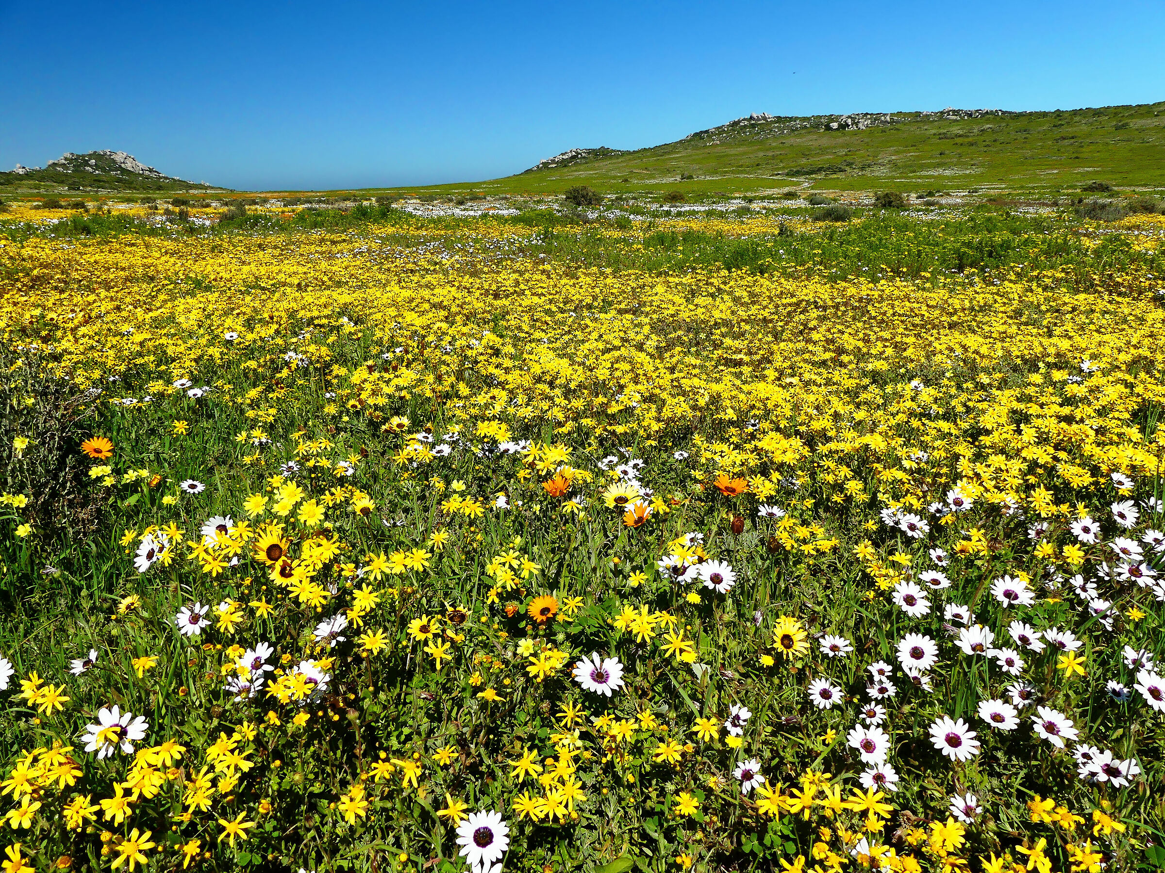 Sudafrica, fioritura