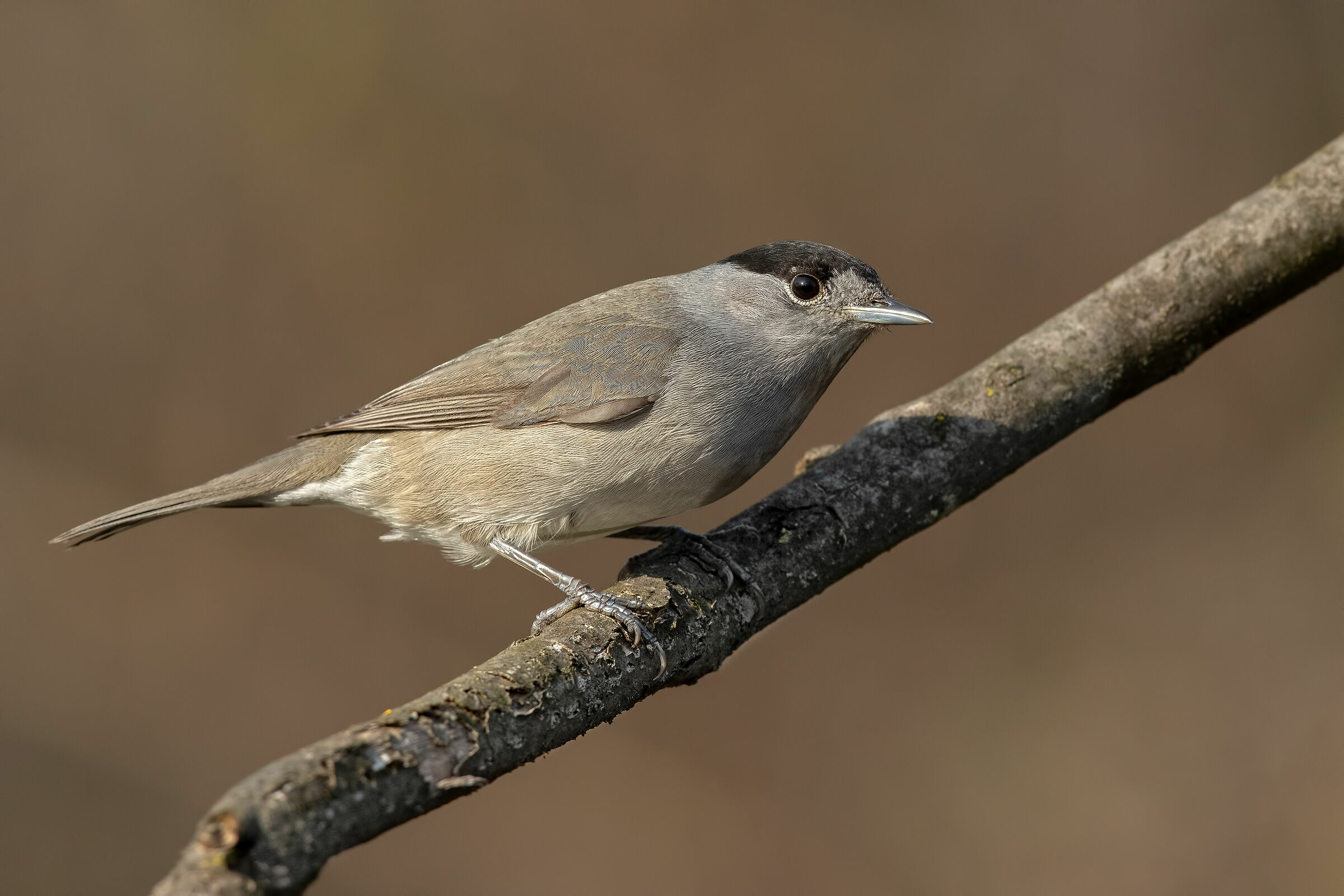 Blackcap