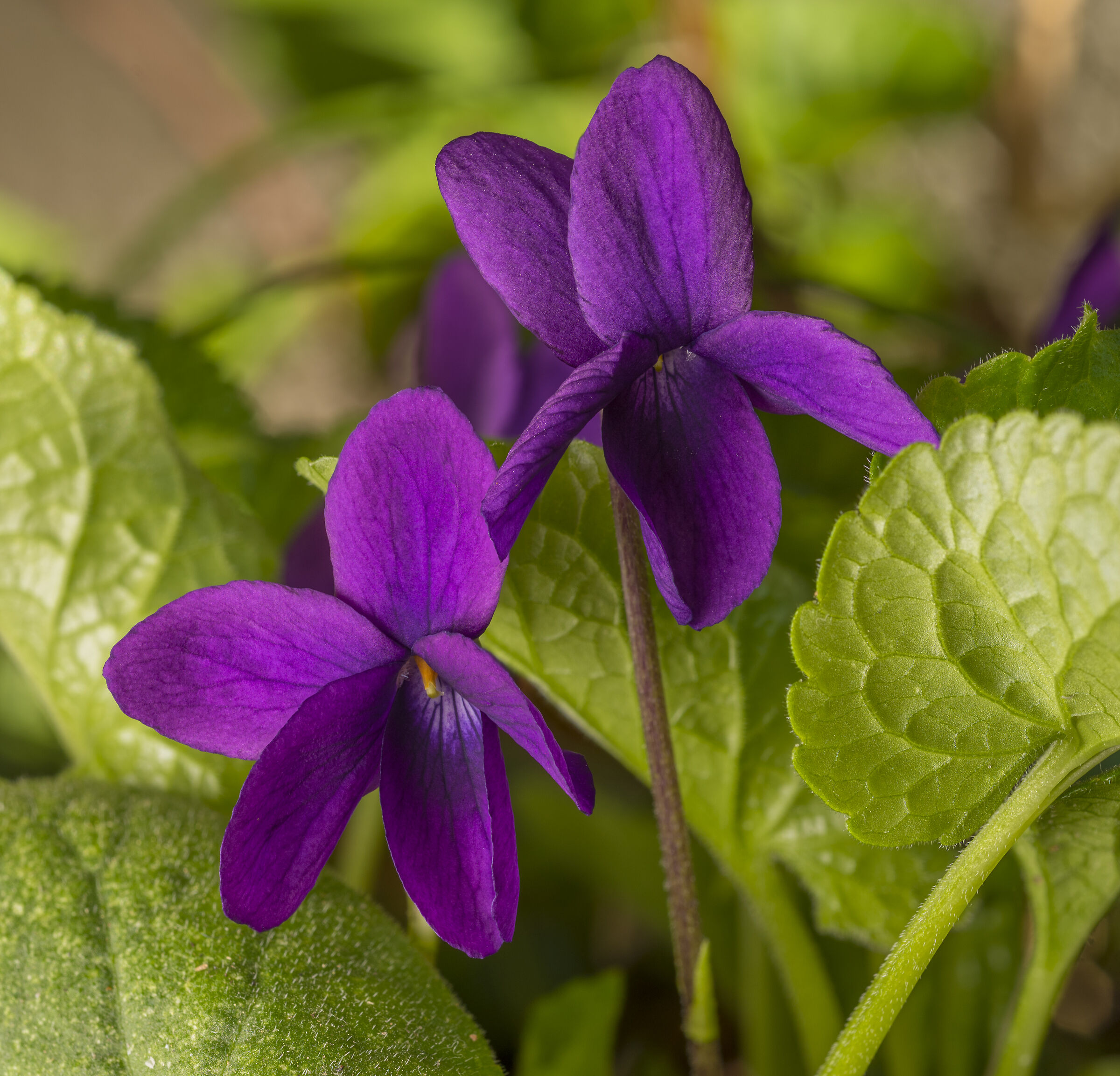 Violets