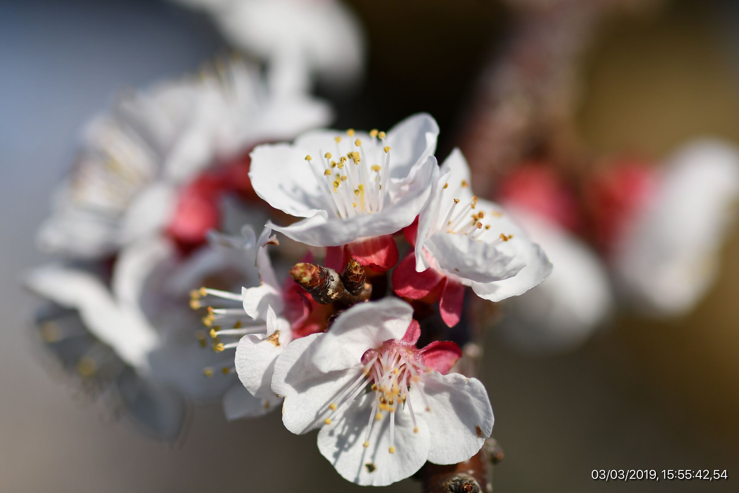 Cherry blossoms