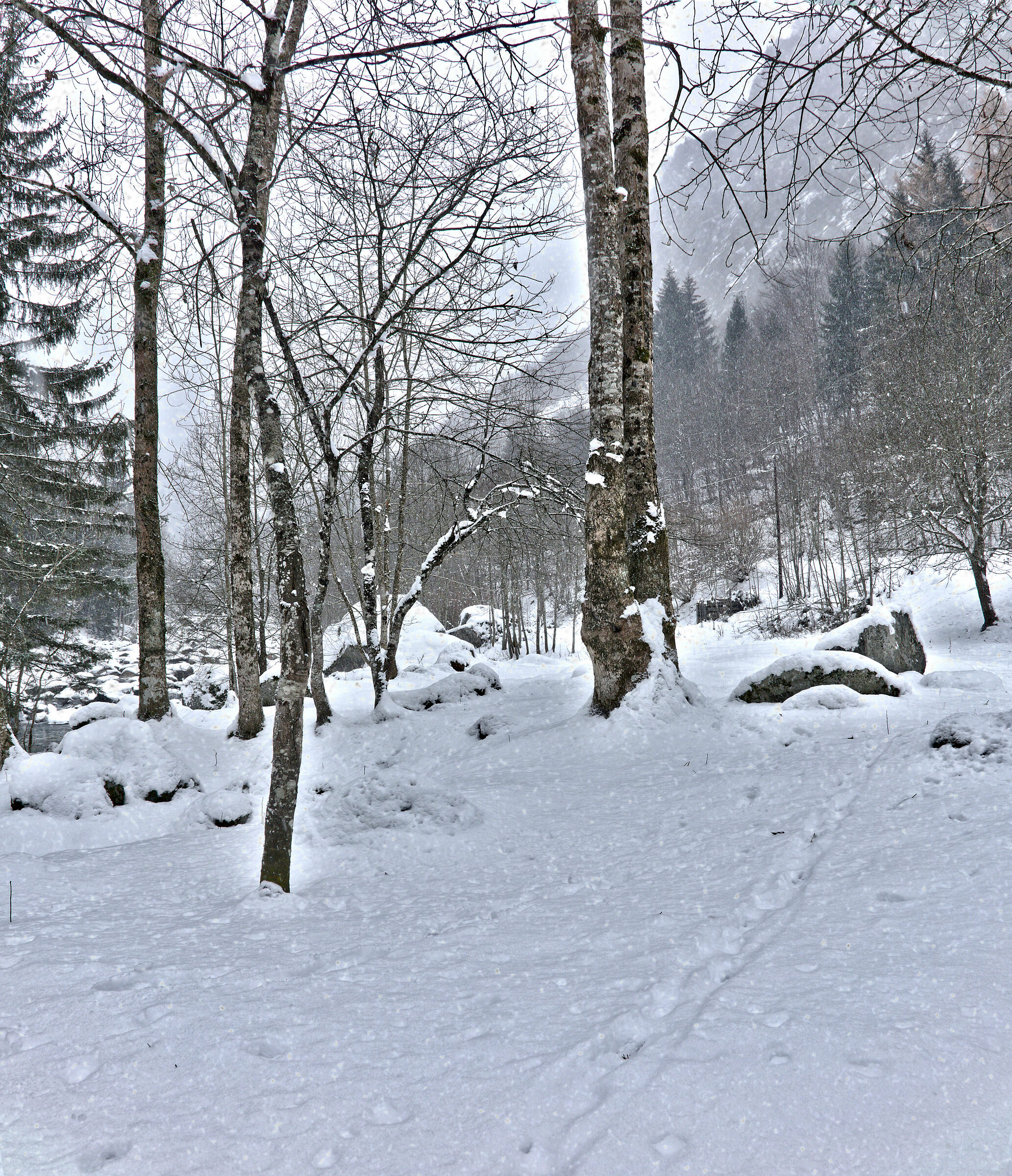 Foresta innevata dello scorso dicembre