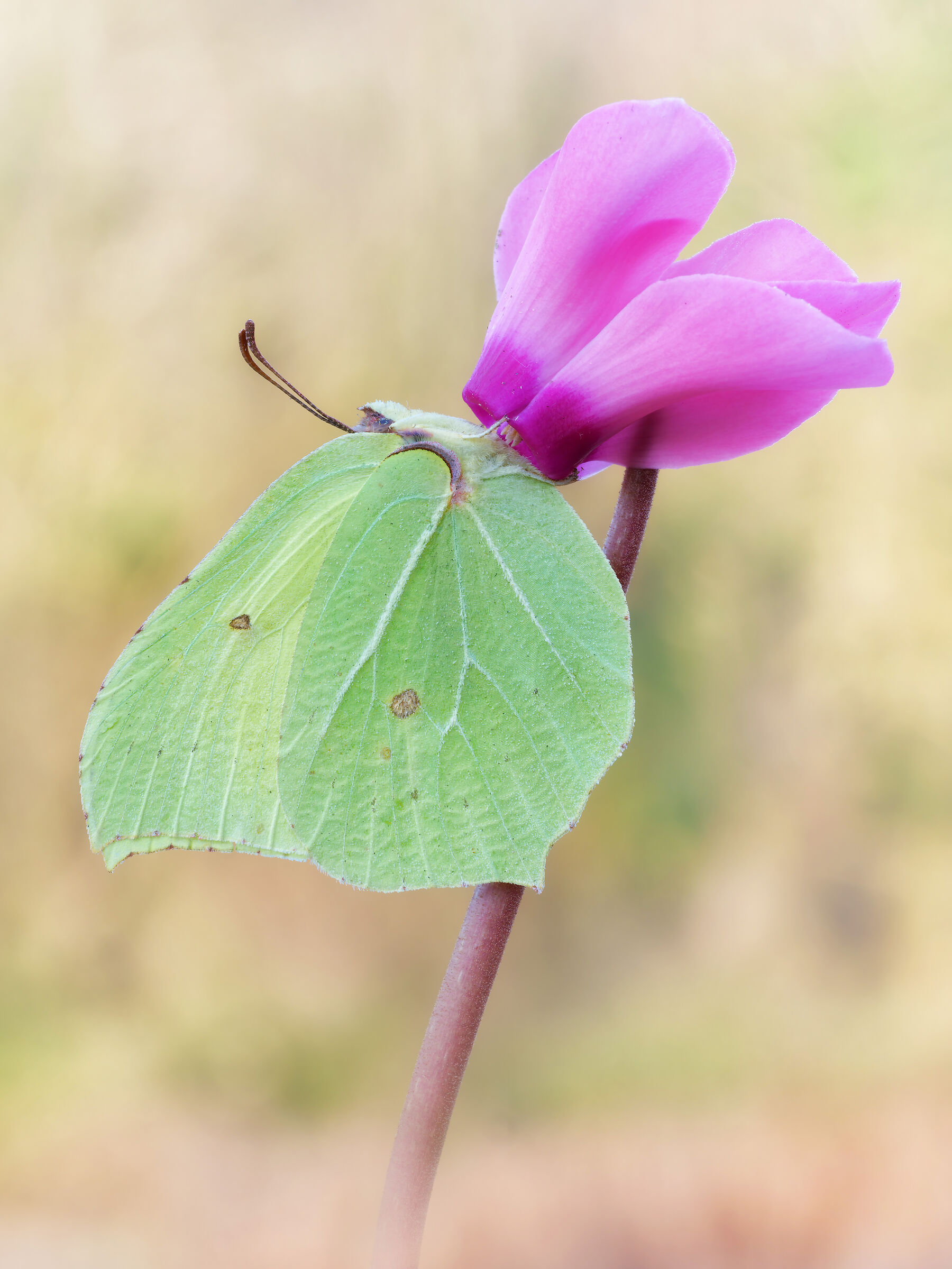 Gonepteryx gonepteryx (Linnaeus, 1758)