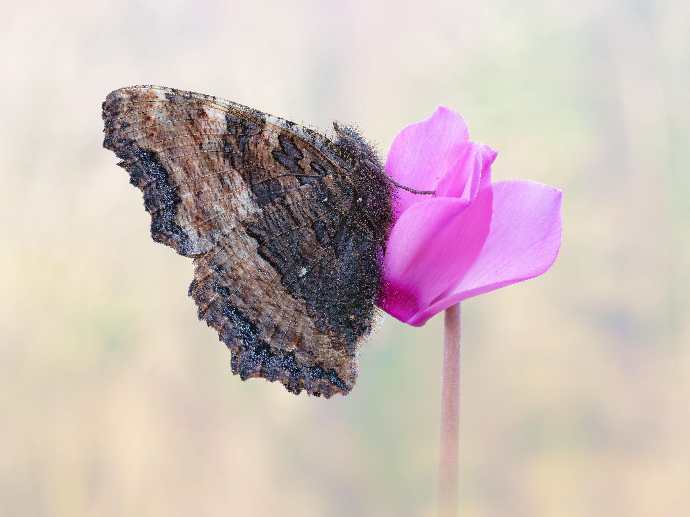 Nymphalis polychloros (Linnaeus, 1758)