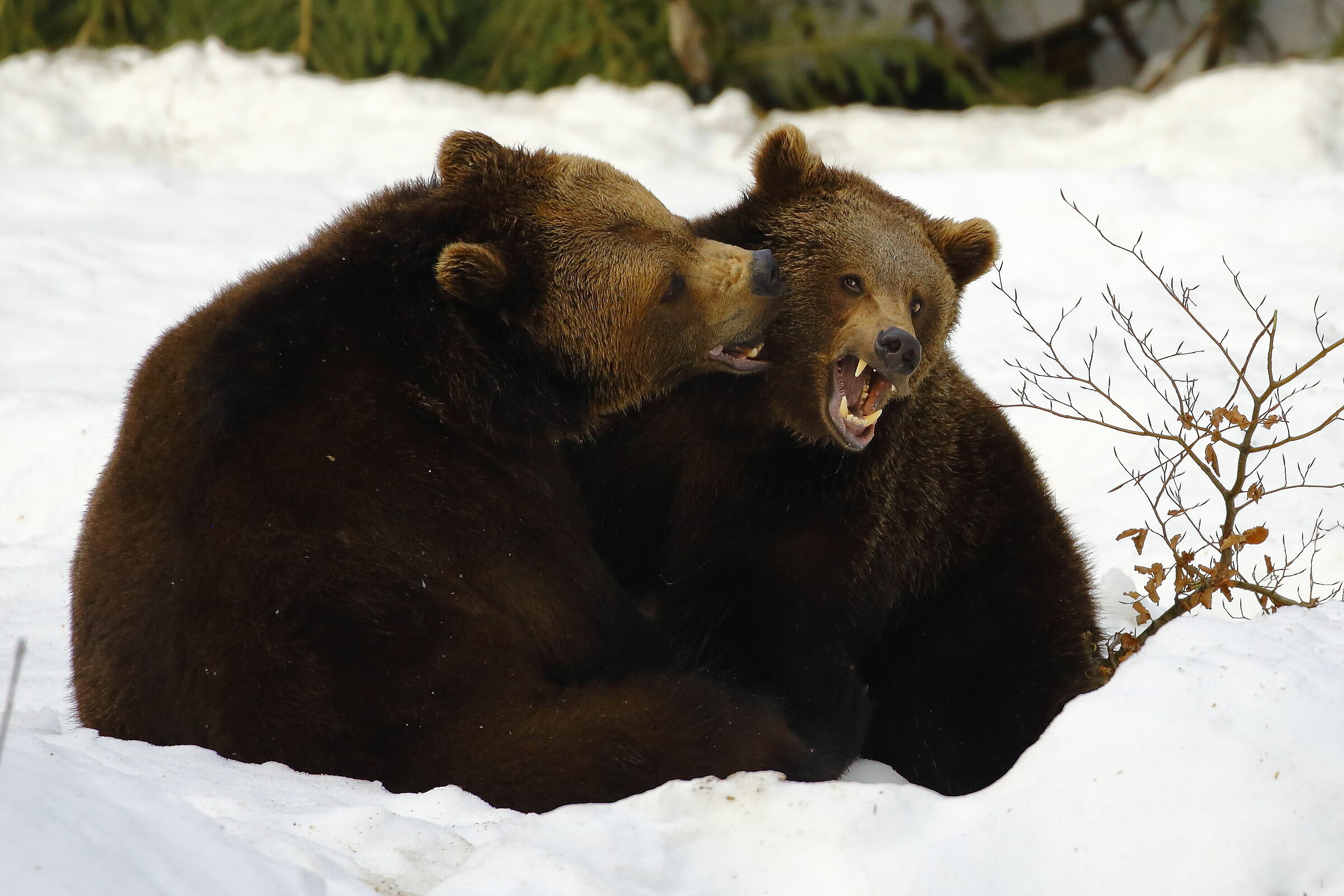 Siamo fratelli si vede?