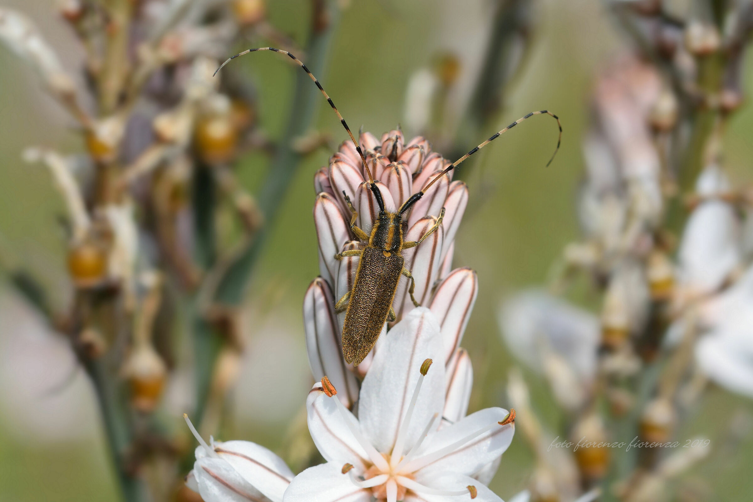 Agapanthia asphodeli