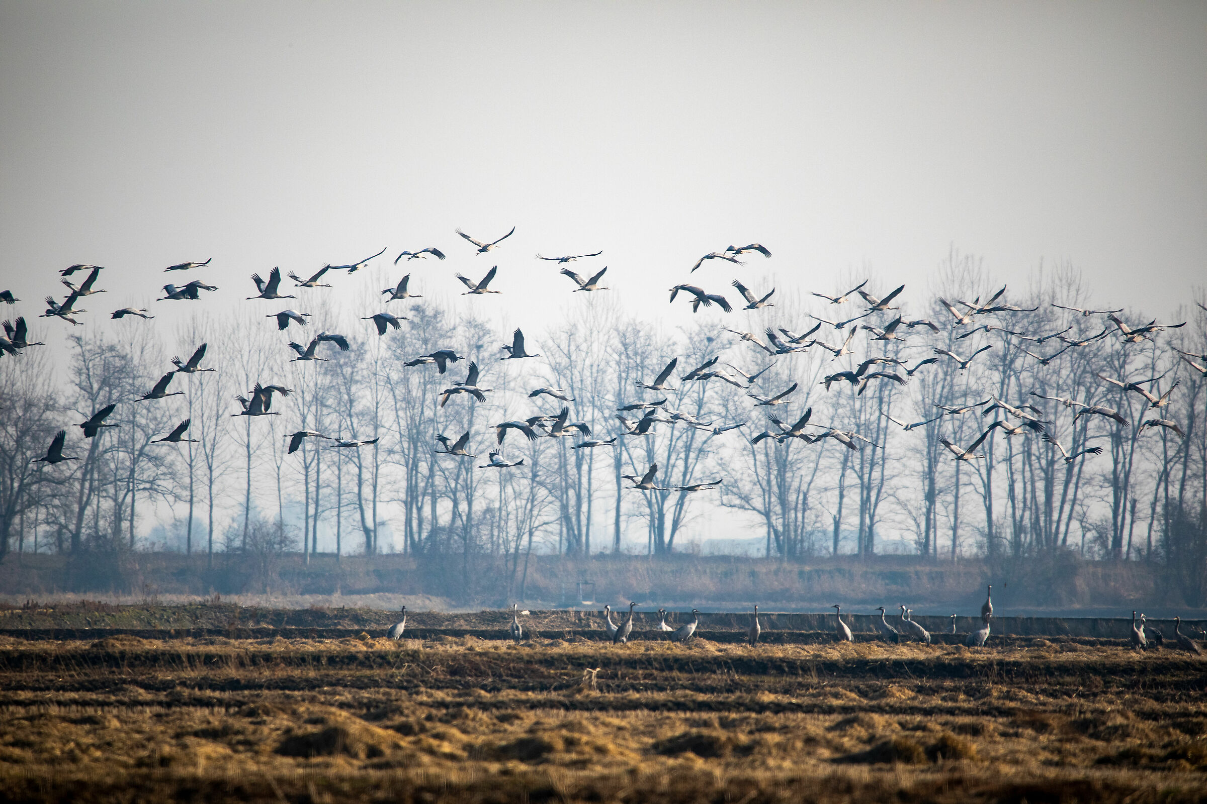 Crane in Flight Lomellina