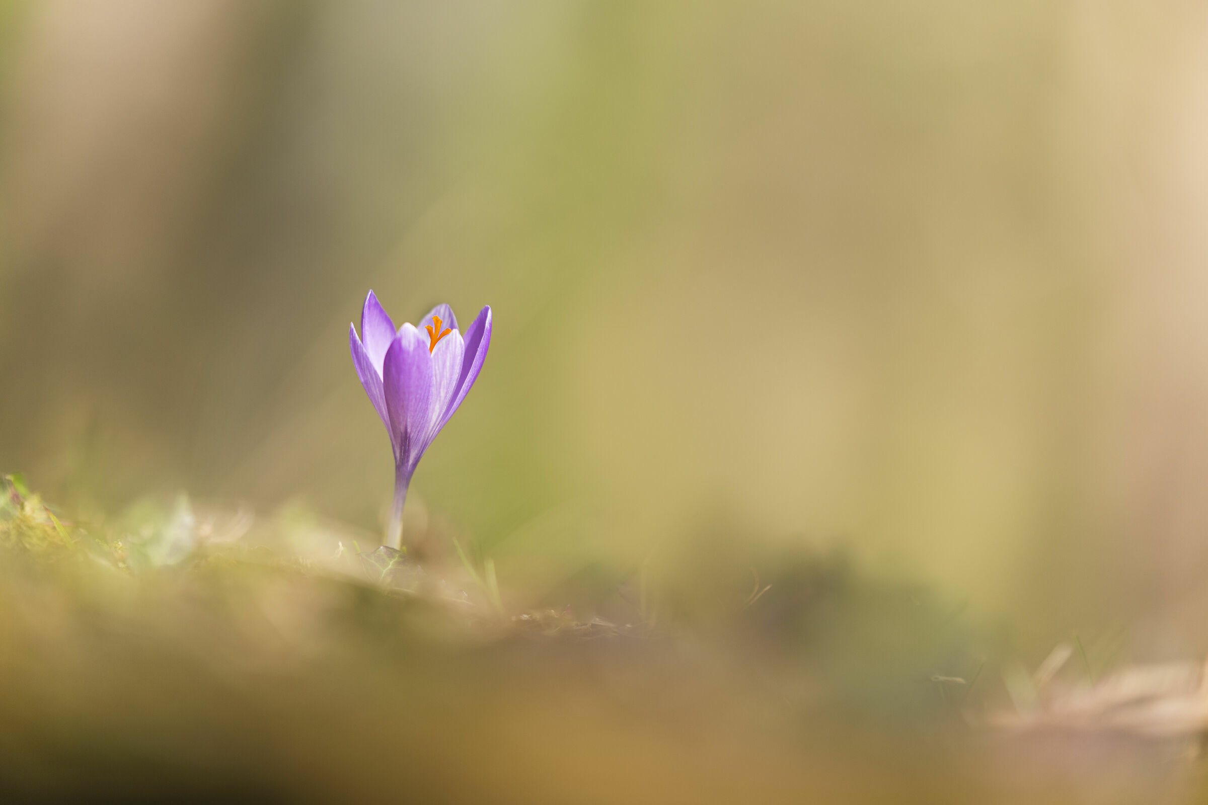 Crocus 1