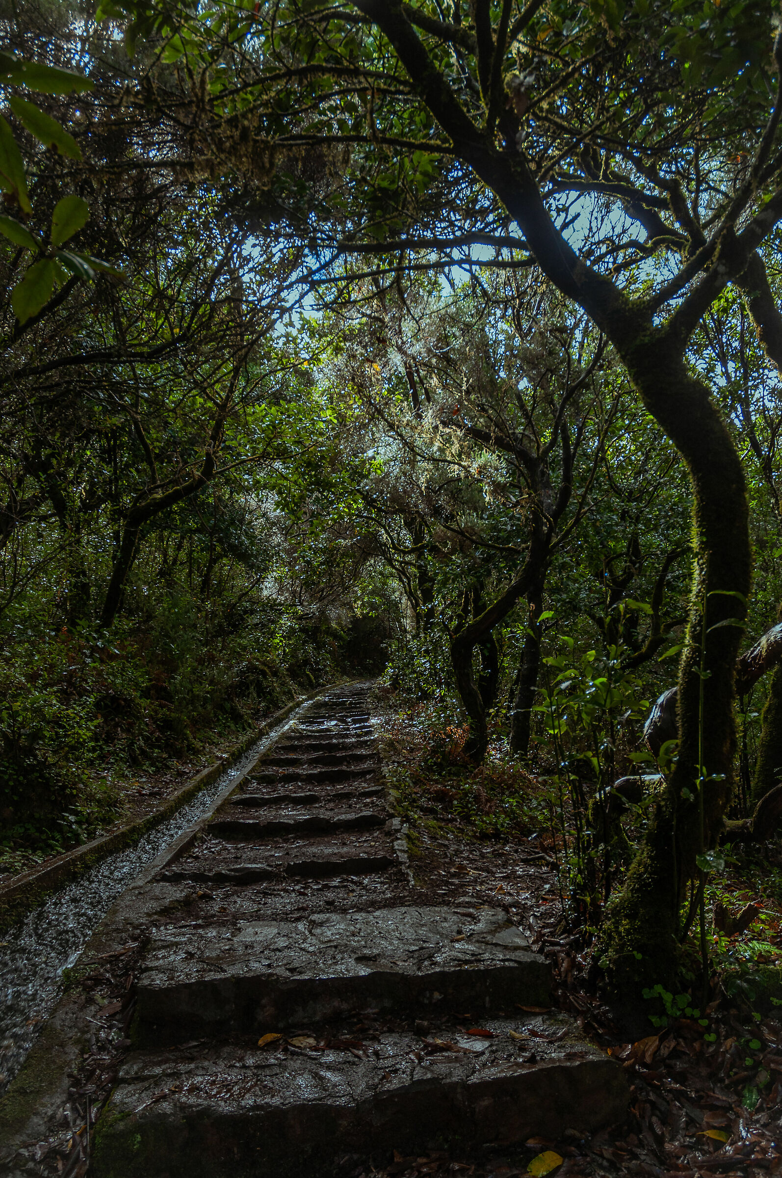 Nel bosco incantaato - tentativo 2