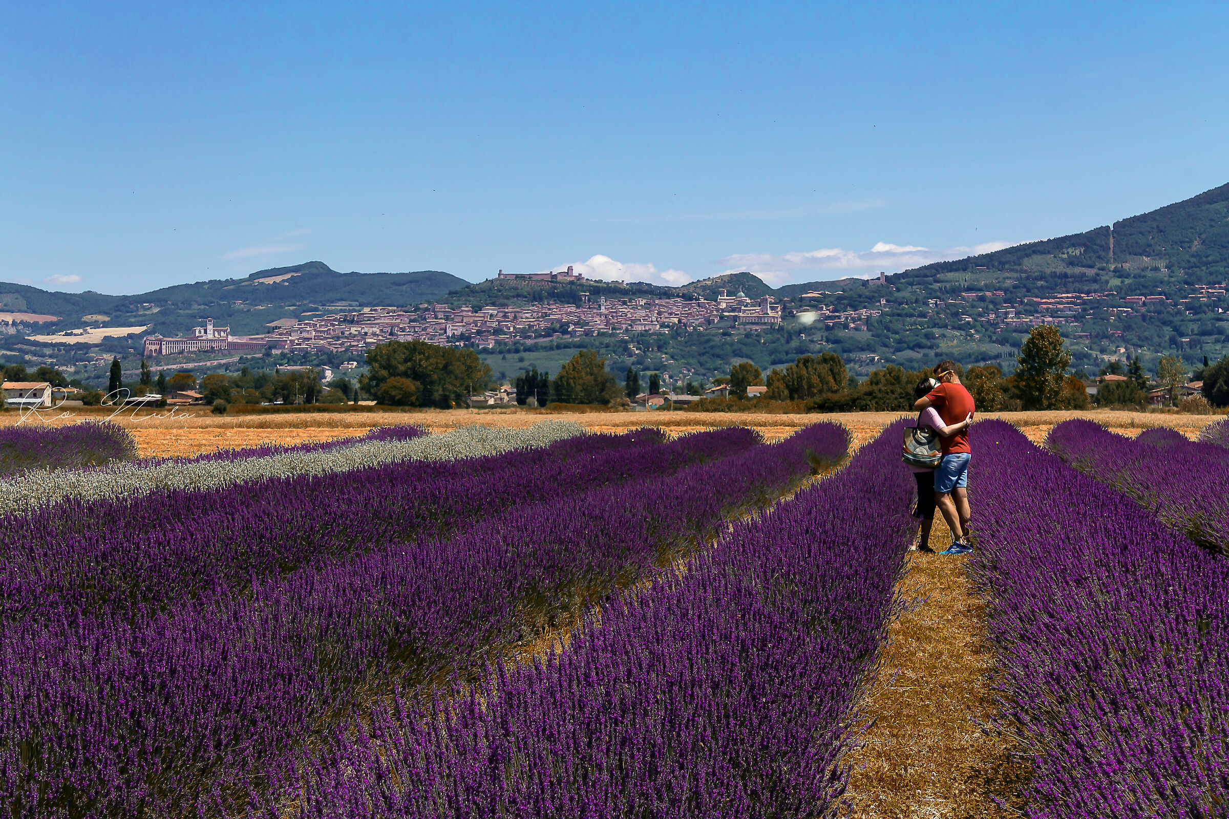 Amore e lavanda