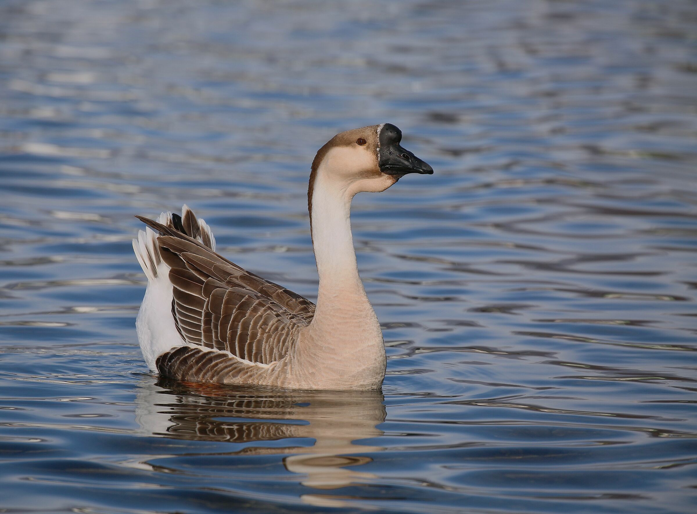 Goose profile