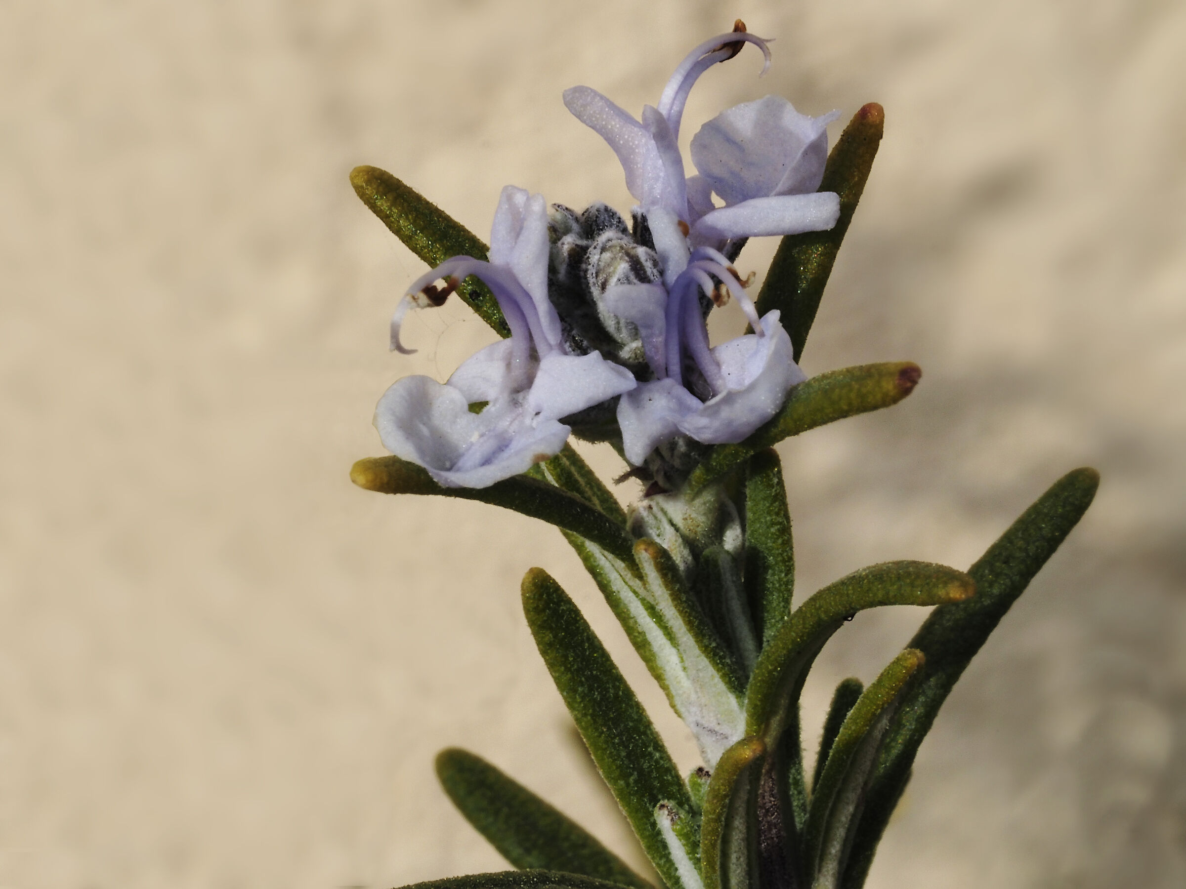 Rosemary Flowers
