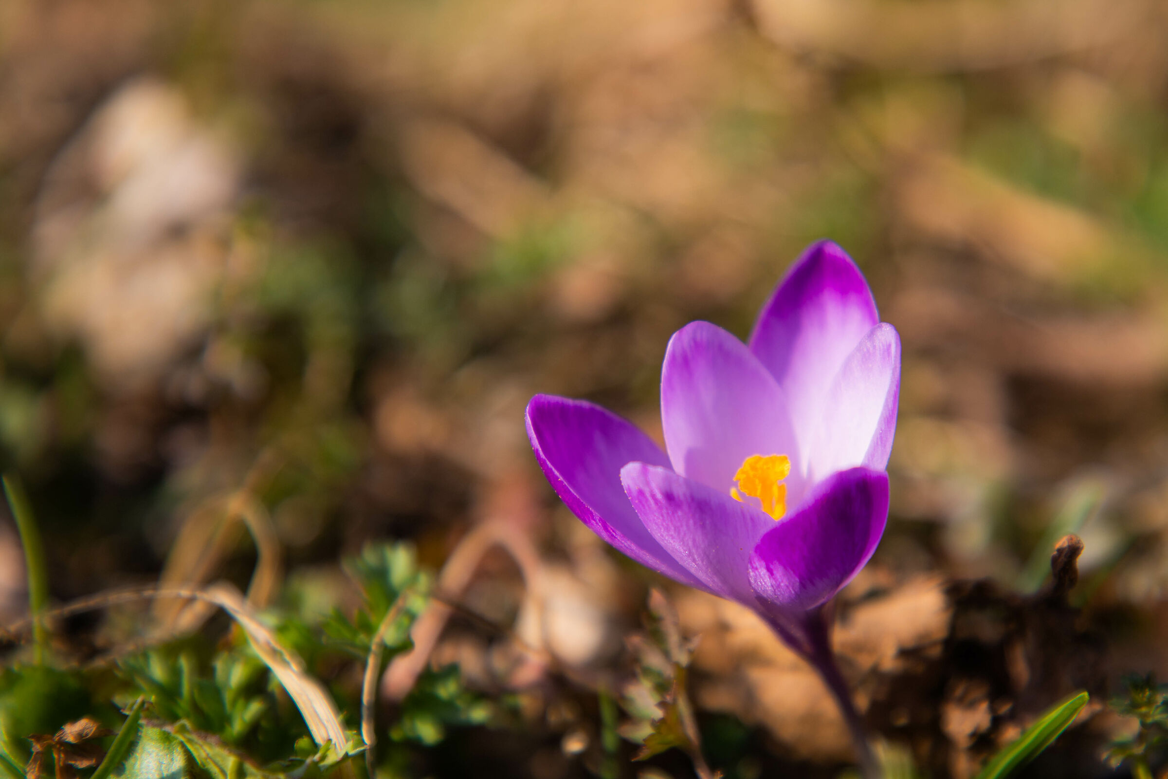 Crocus