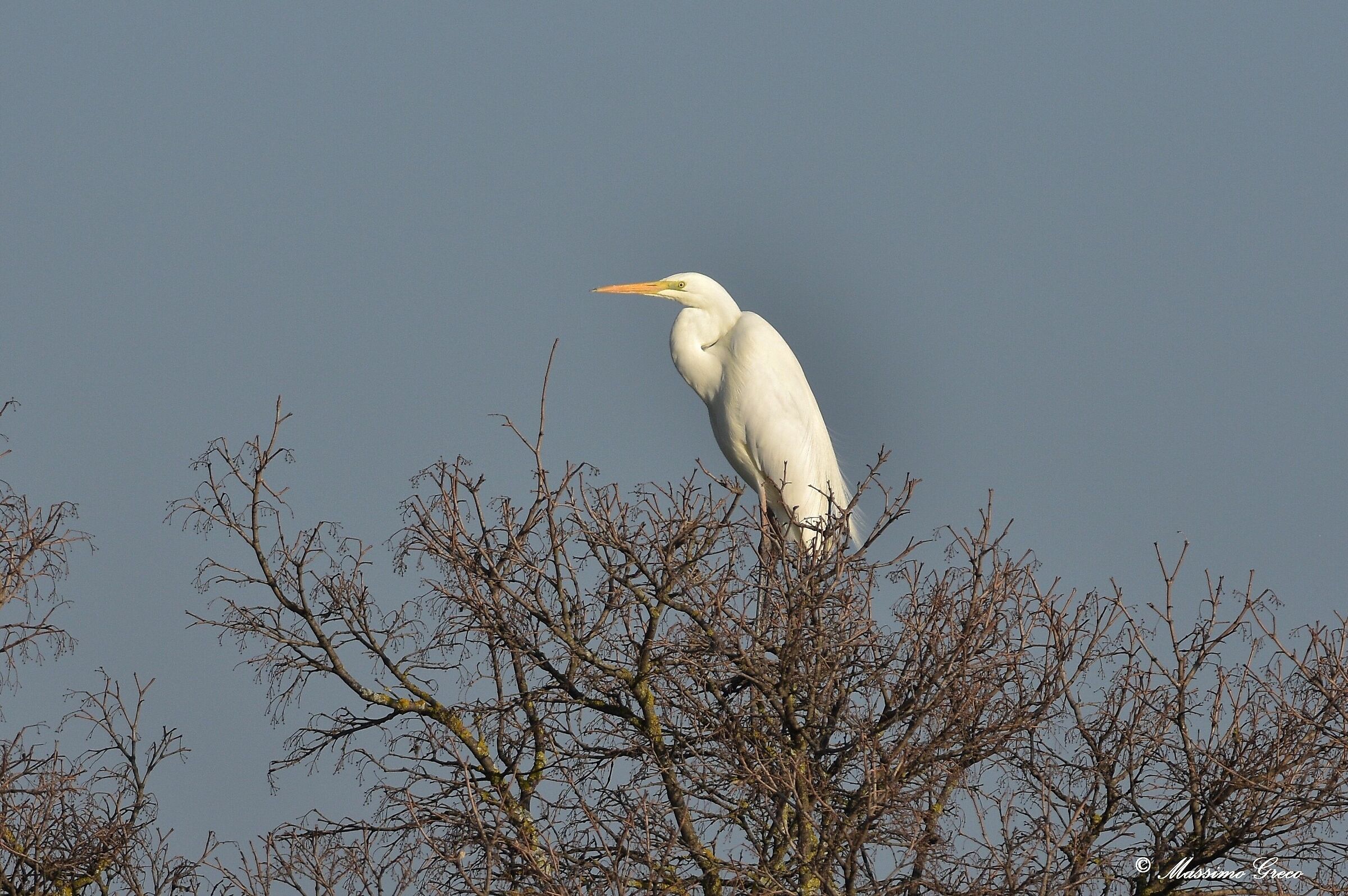 Airone bianco maggiore