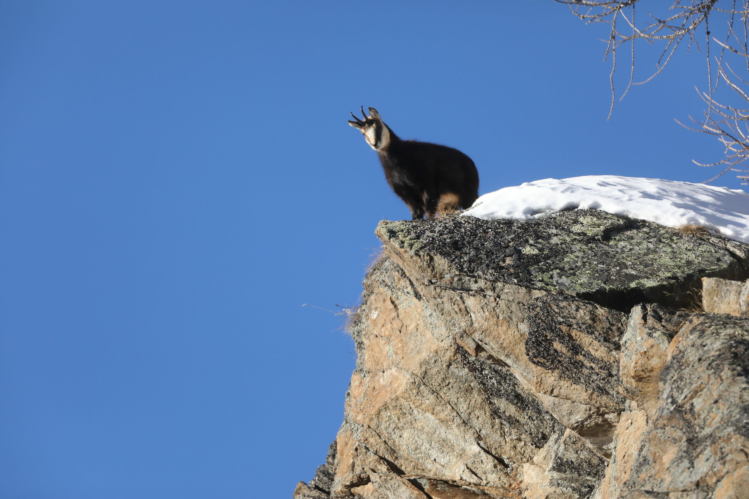 Camoscio parco Gran Paradiso