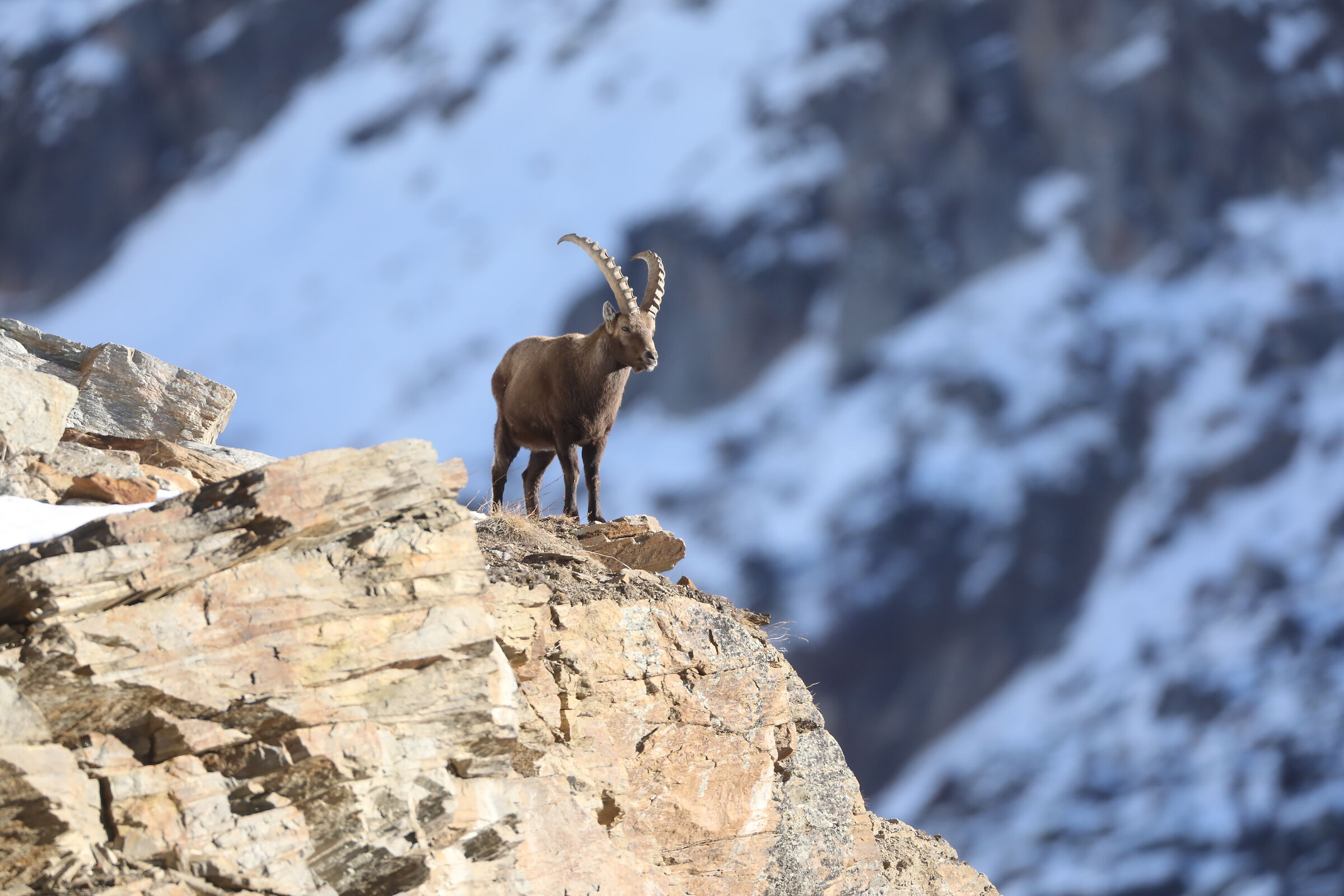 Stambecco parco Gran Paradiso