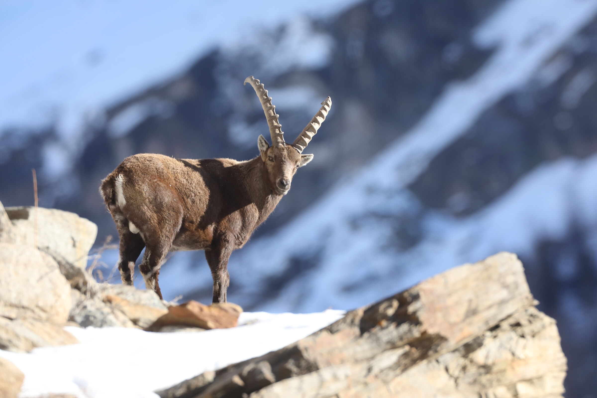 Stambecco parco Gran Paradiso