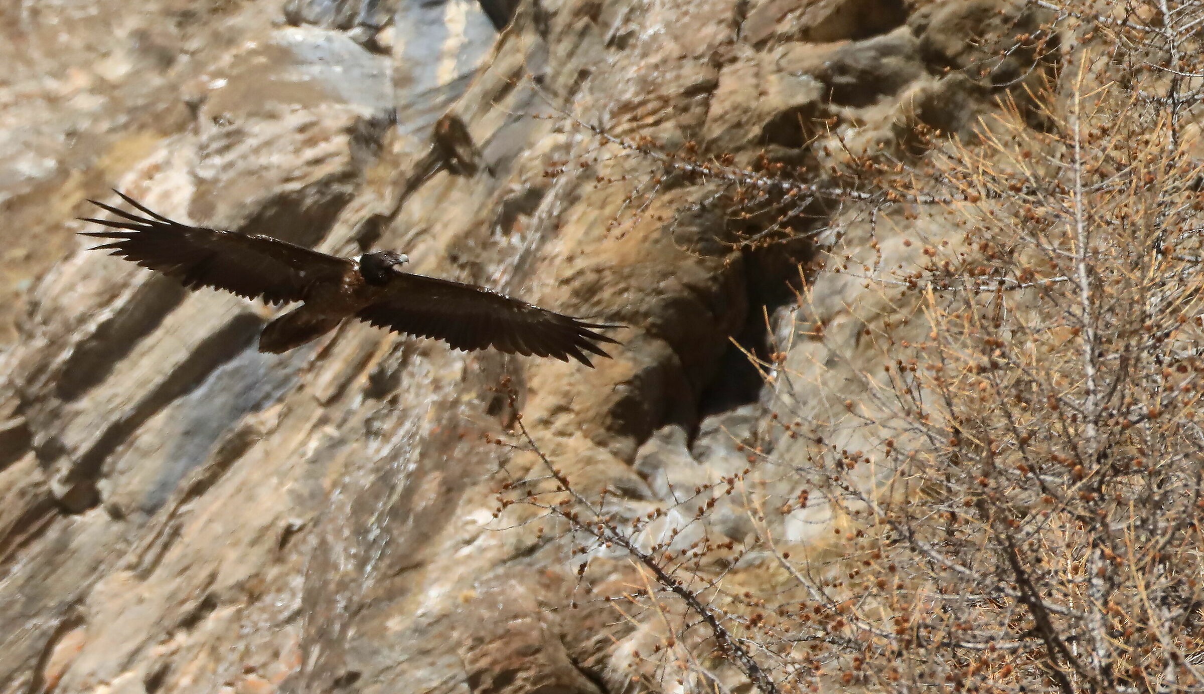 Gipeto Parco Gran Paradiso