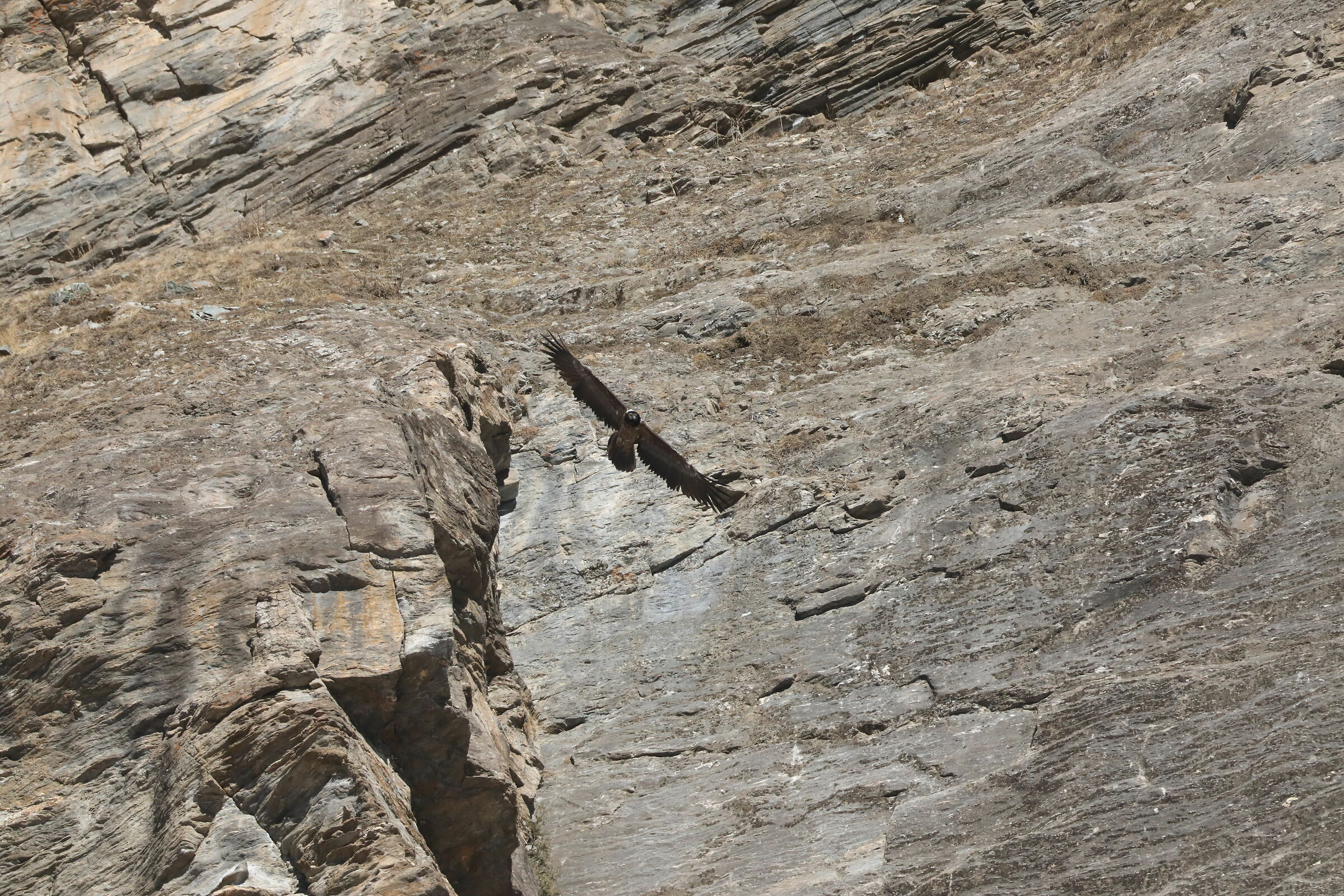 Gipeto Parco Gran Paradiso