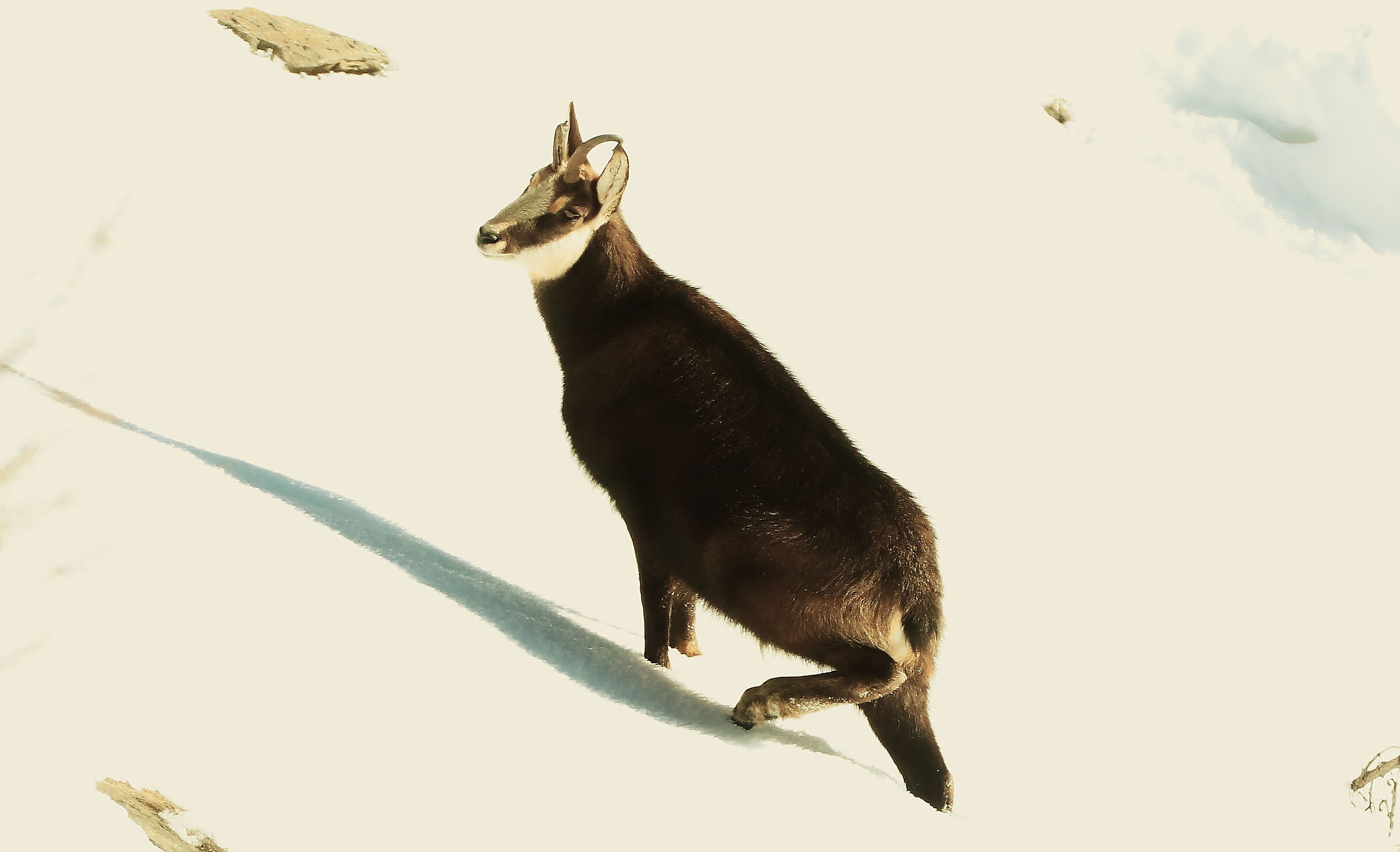 Camoscio parco Gran Paradiso