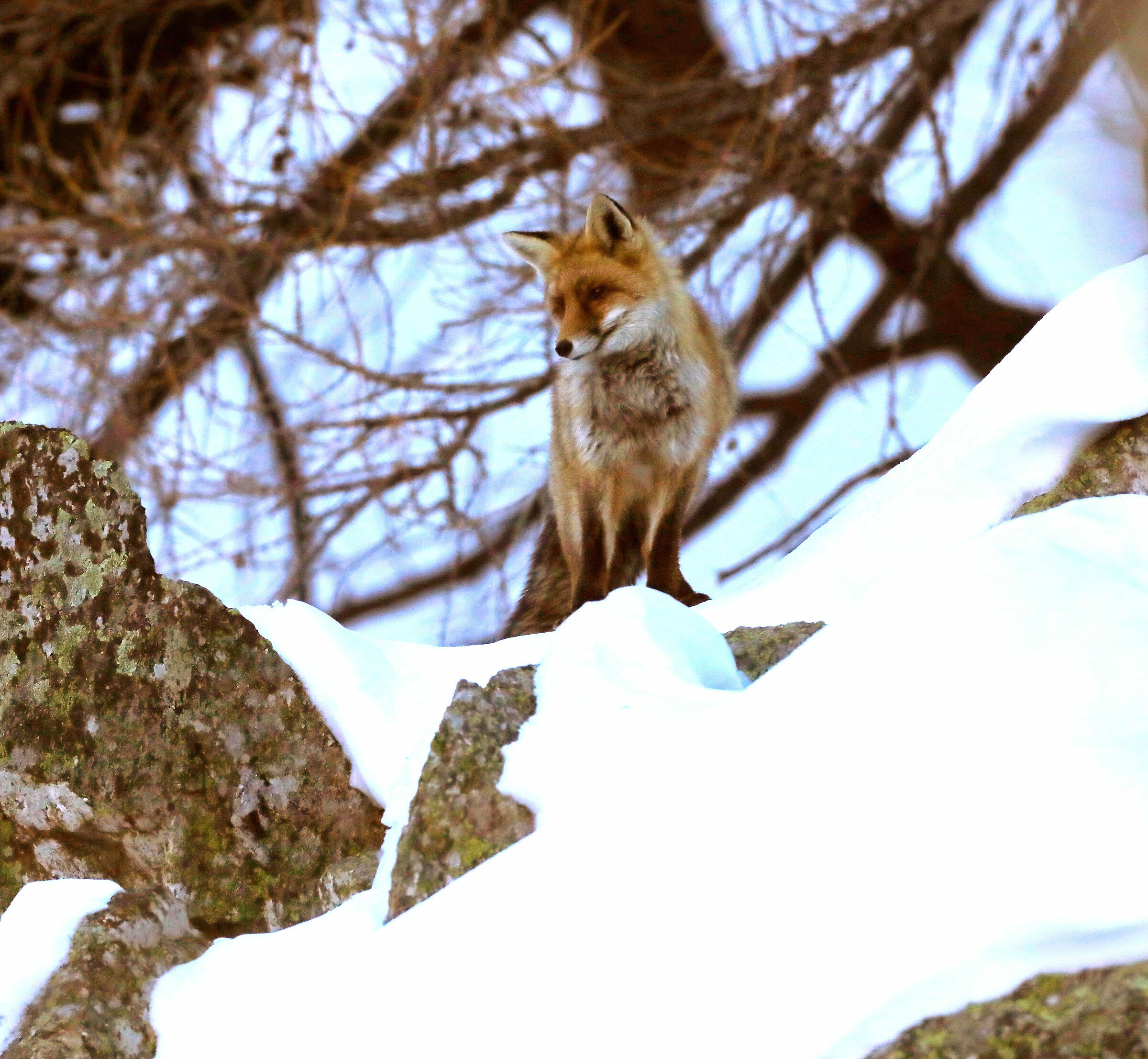 Volpe parco Gran Paradiso