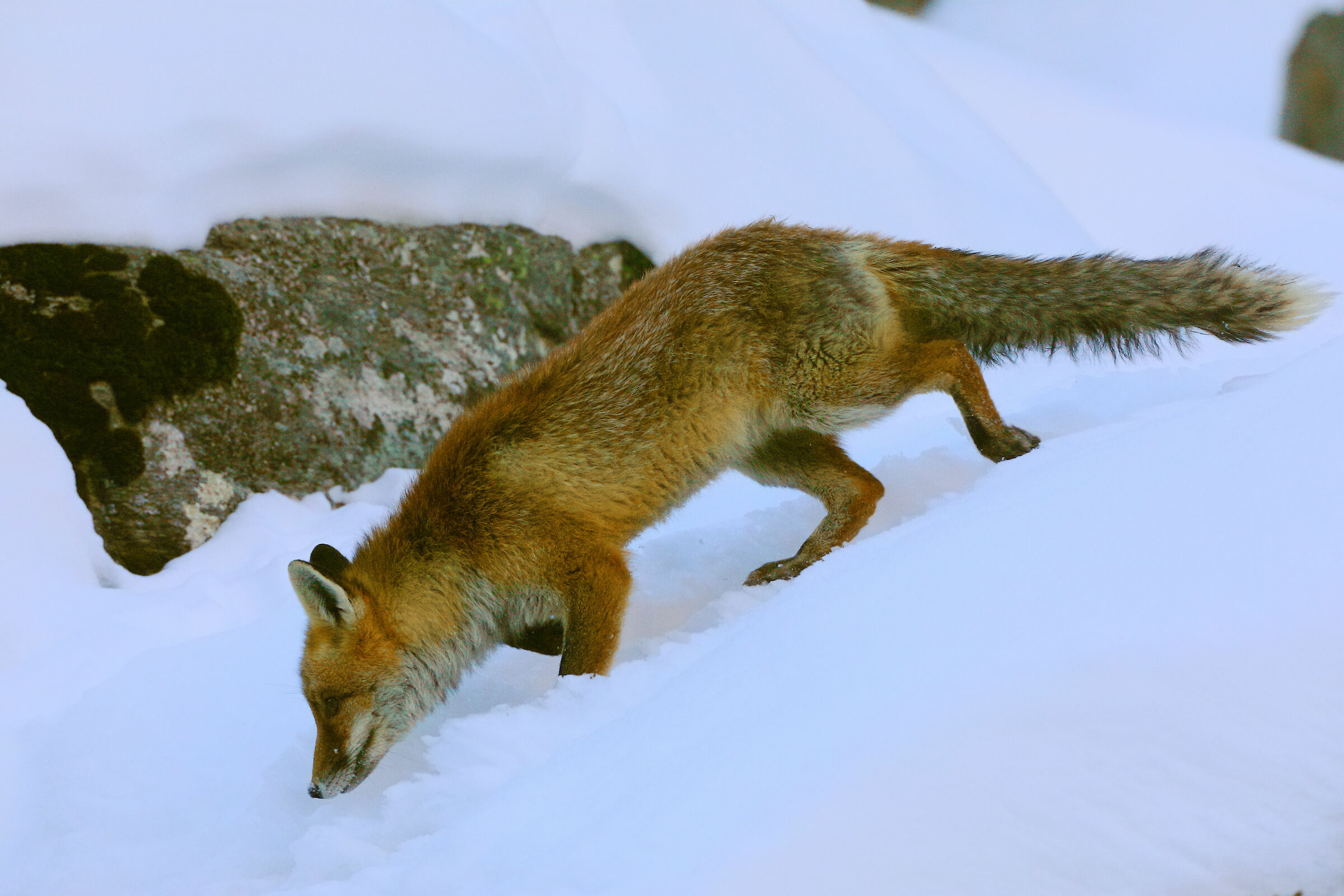 Volpe parco Gran Paradiso