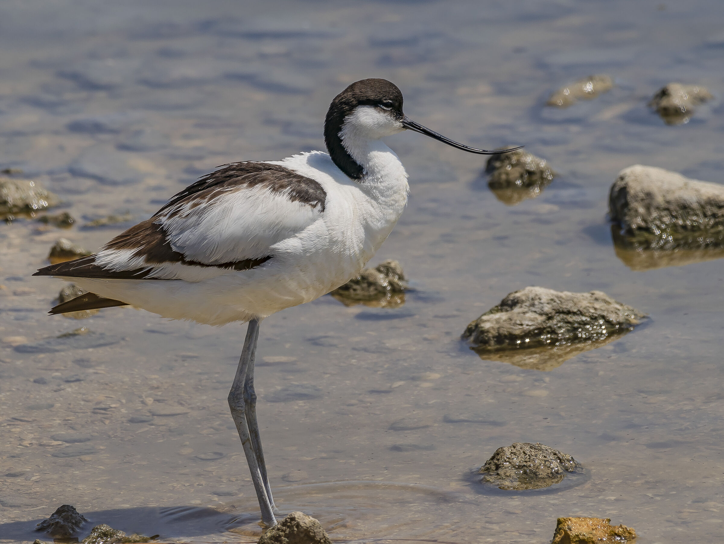 Avocetta