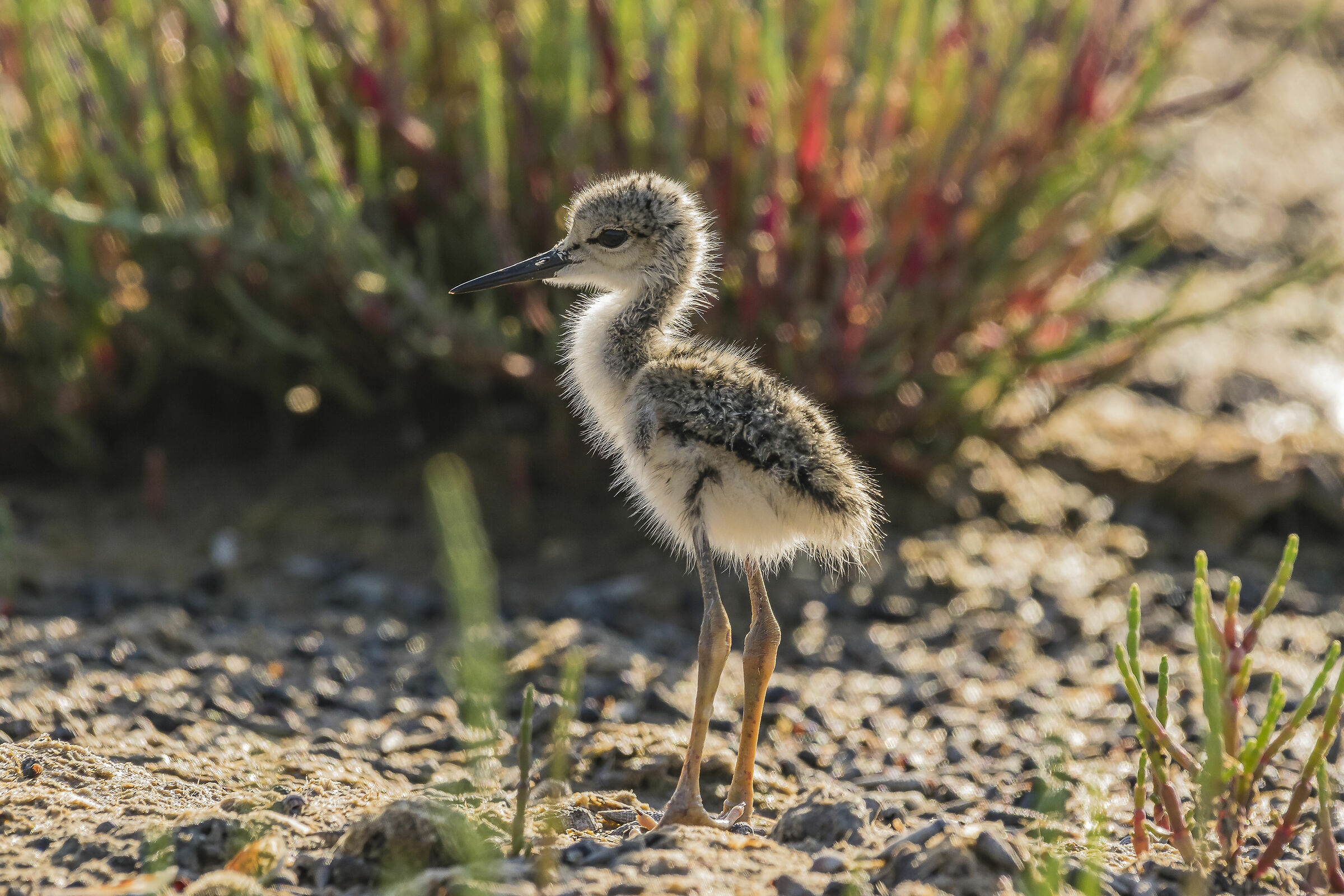 Pullo di Cavaliere d' Italia
