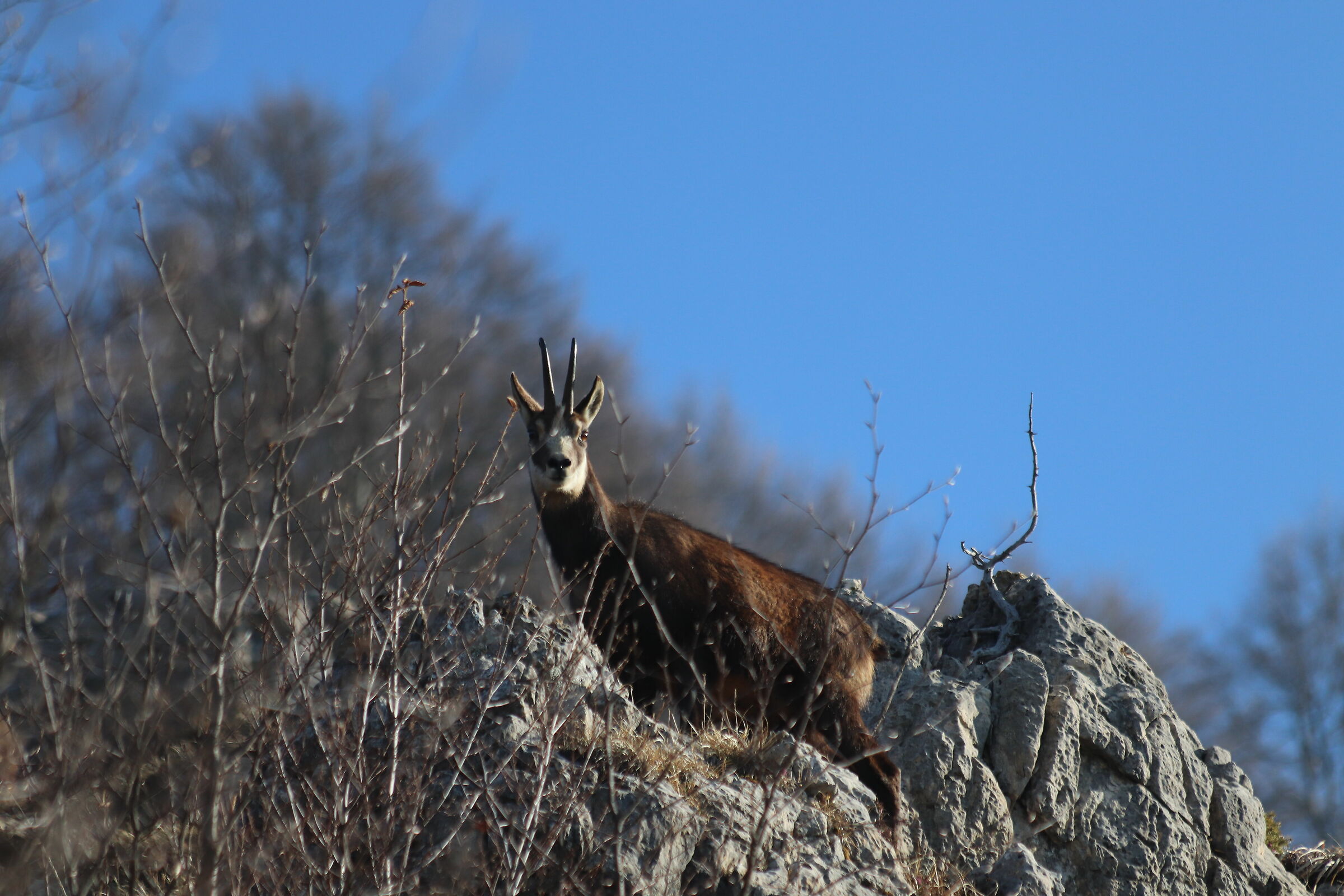 Golden Chamois 1.2