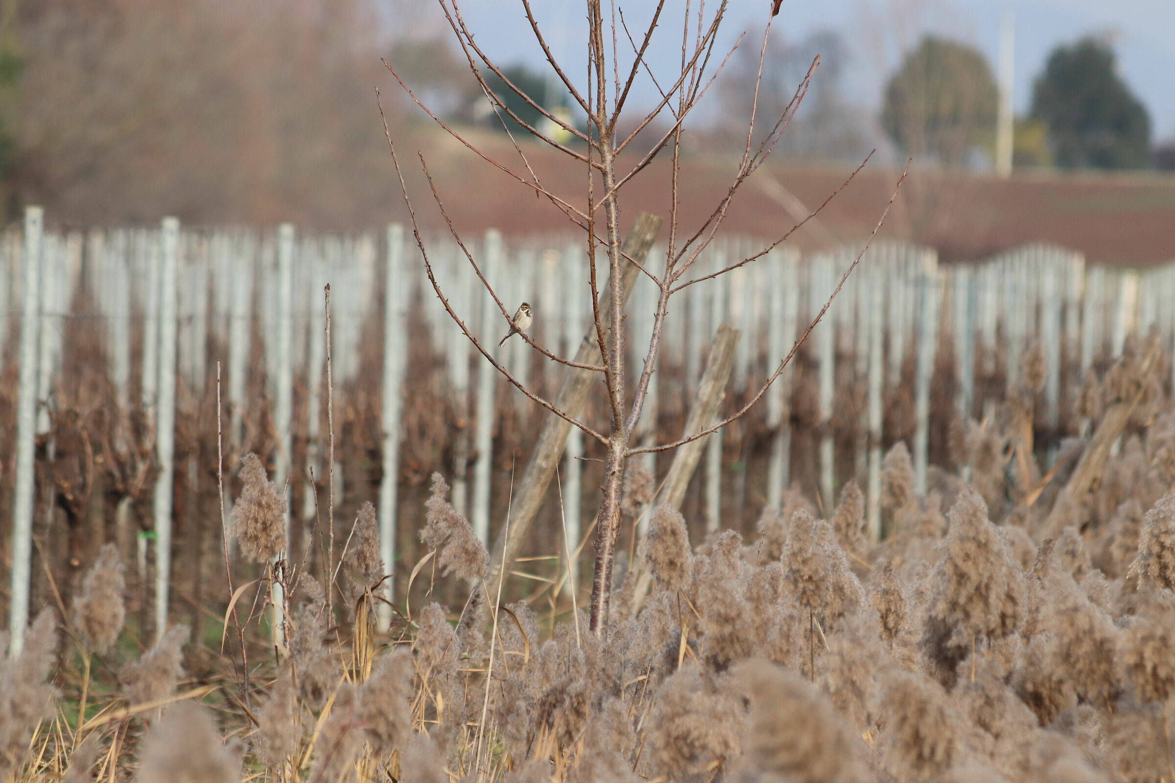 Migliarino di palude