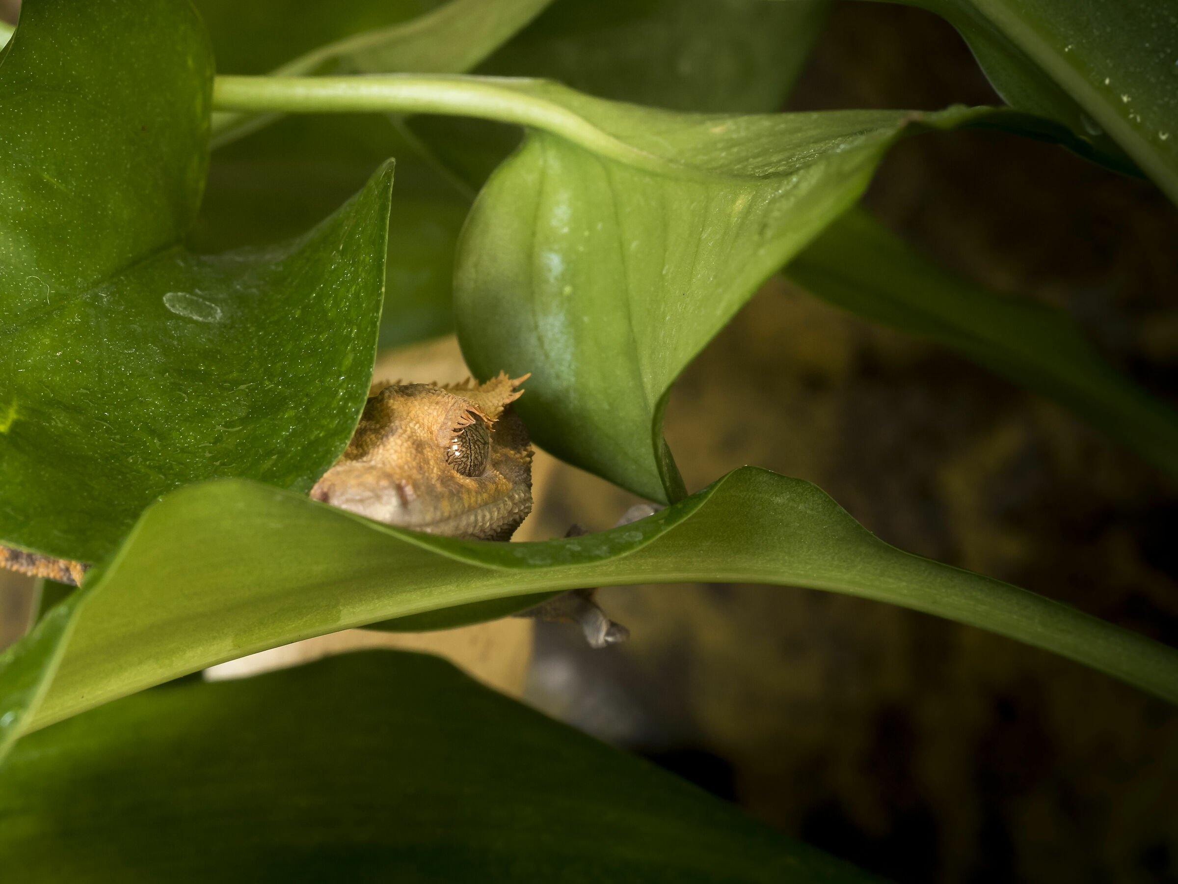 Correlophus Ciliatus