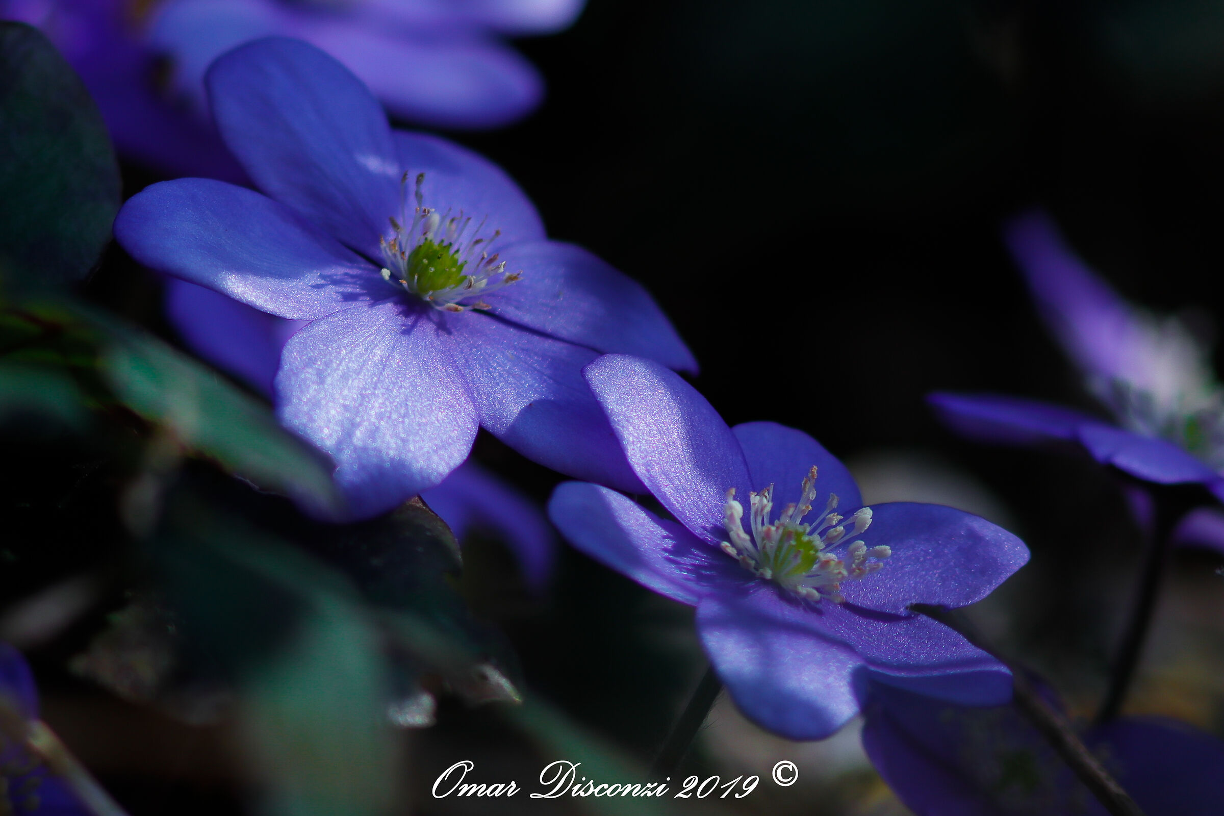 Hepatica nobilis