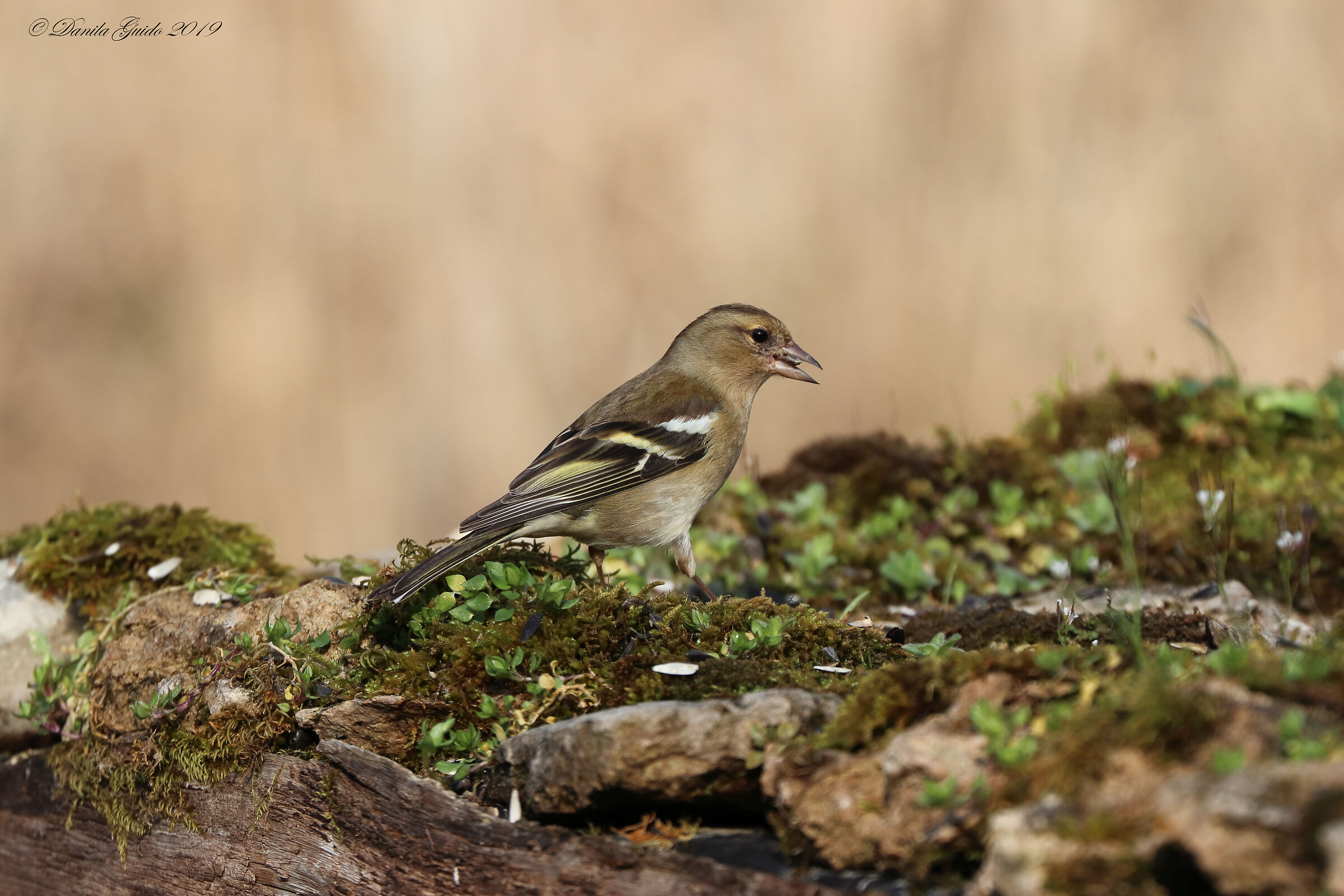 Chaffinch