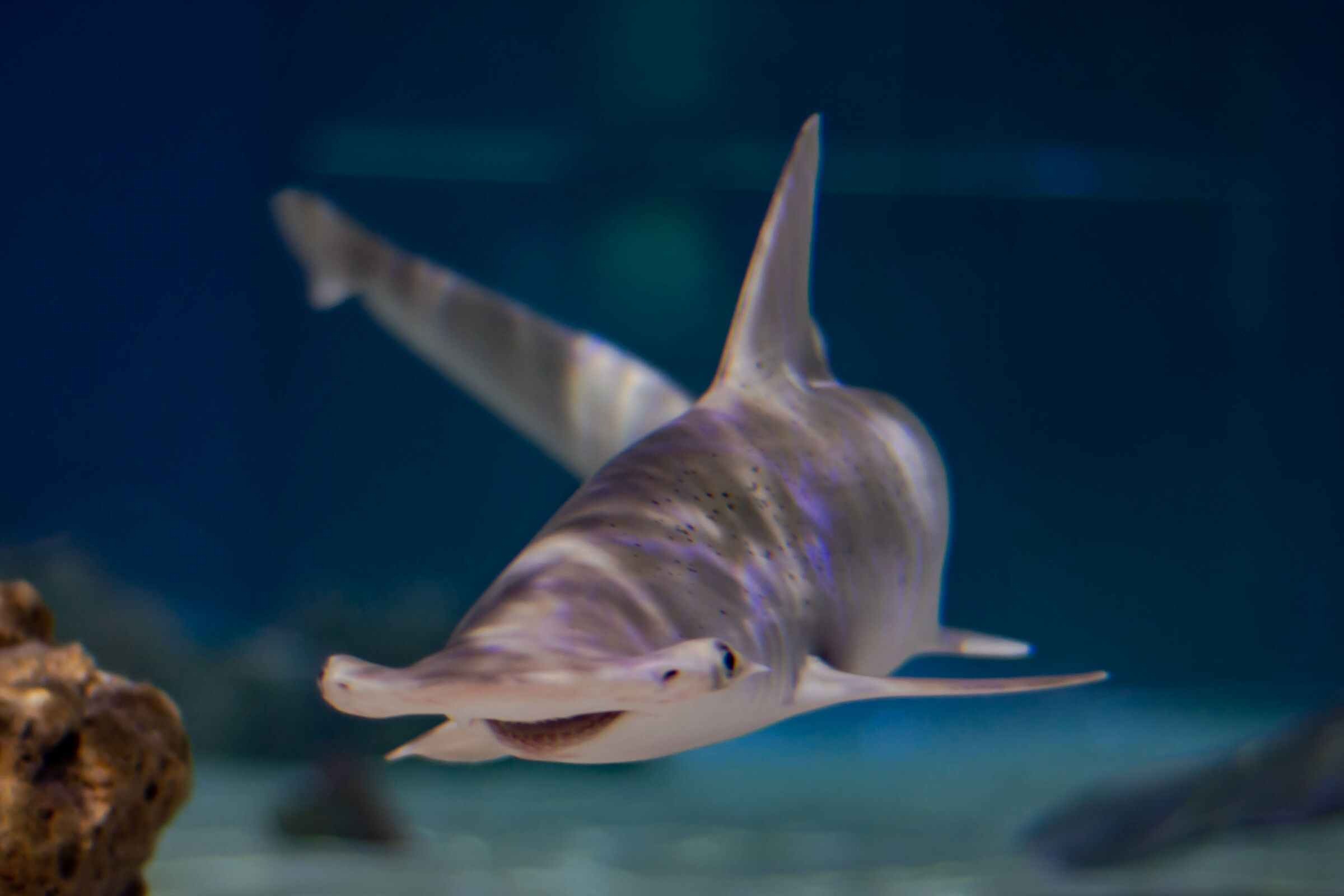 Aquarium's hammerhead shark