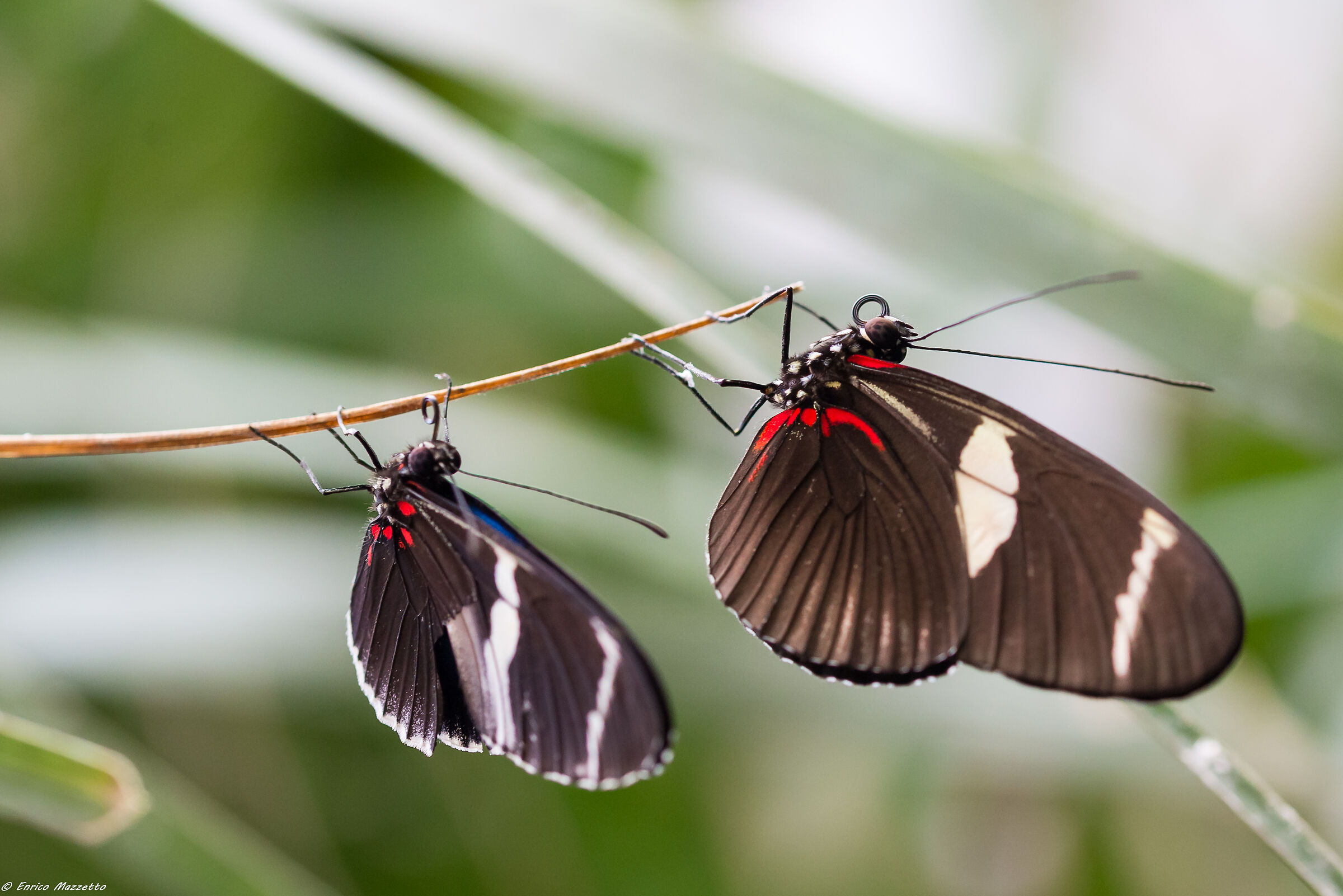 In Coda per il tuffo!