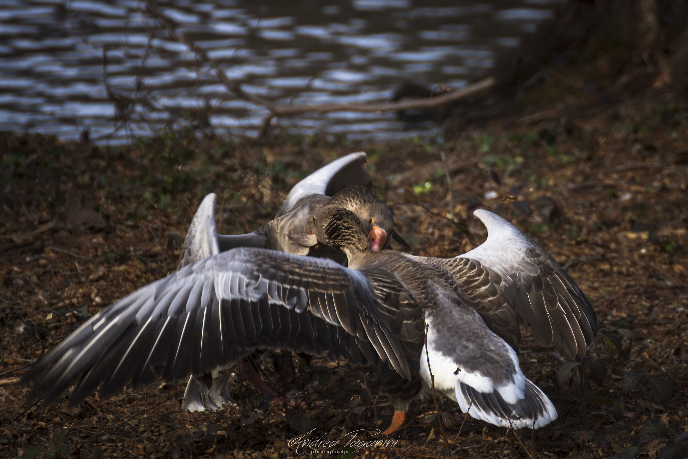 Mi concede questo ballo? No.