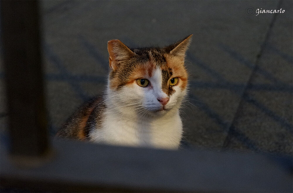 la situazione sotto controllo