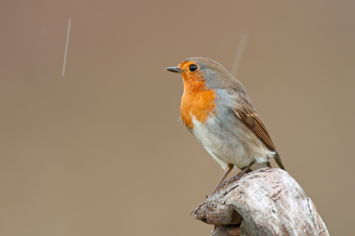 Robin in the snow flakes