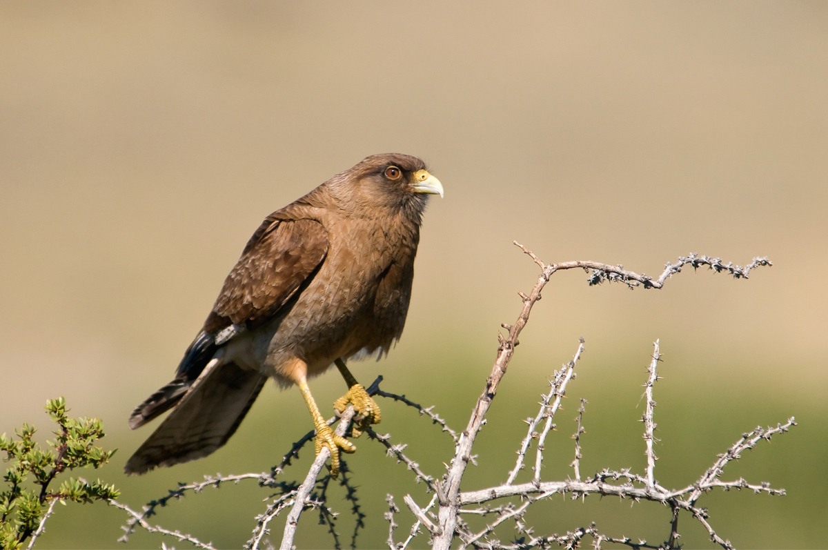 Chimango caracara