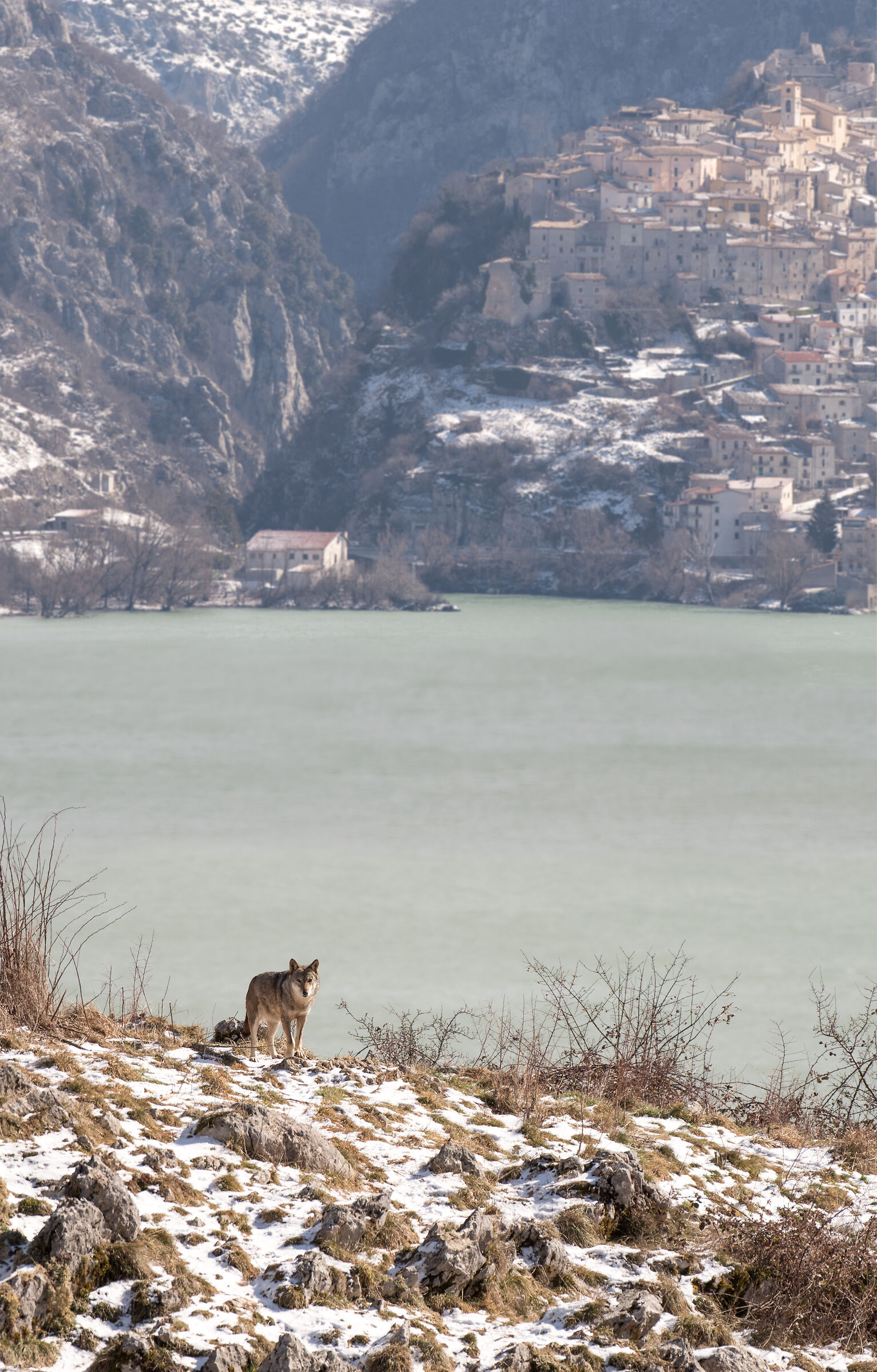 Barrea. Il Lago. Il lupo