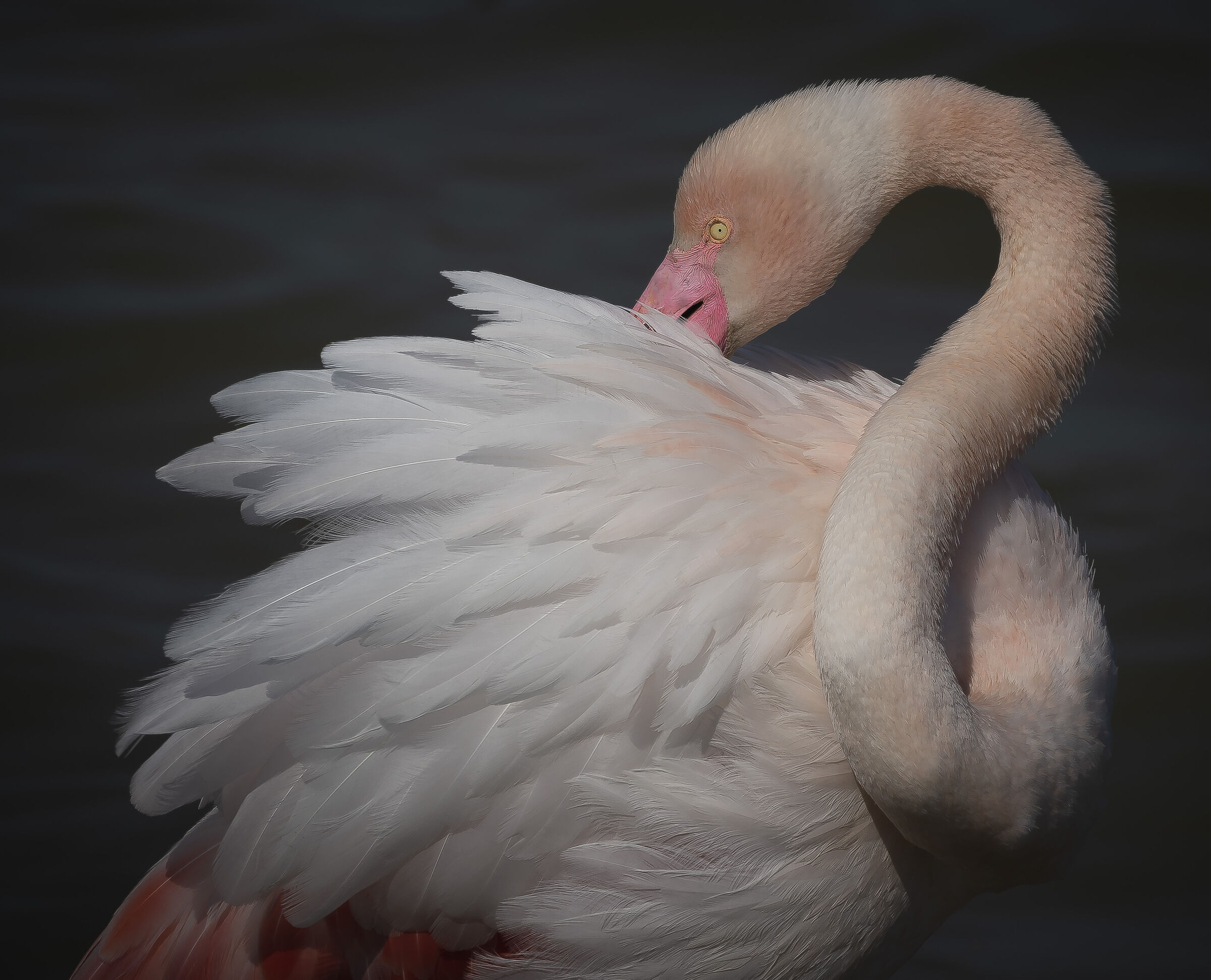 Lo sciantoso... Fenicottero