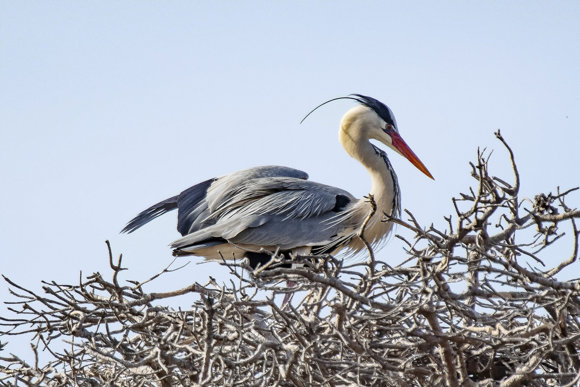 Il nido del Cenerino