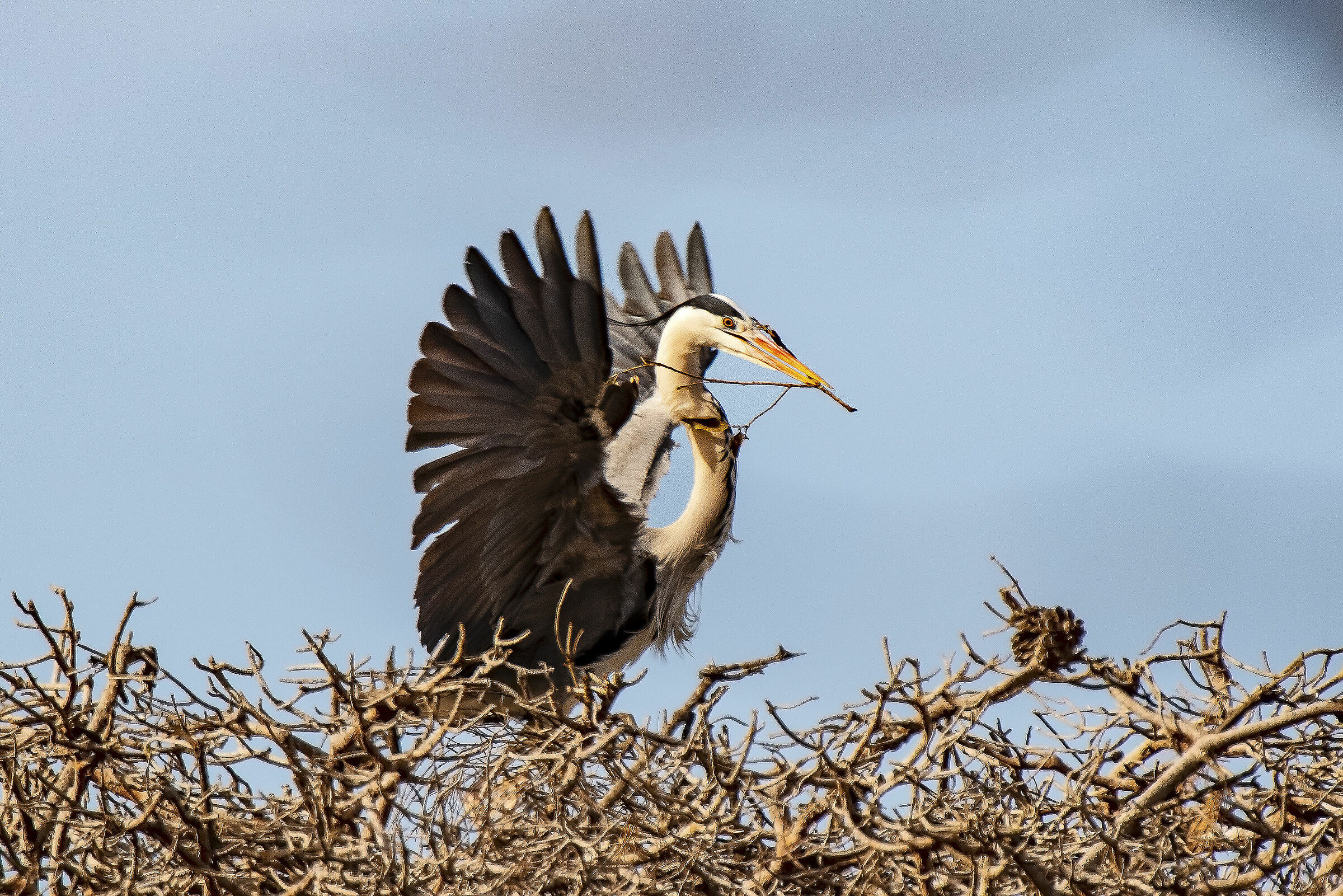 Materiali per il nido