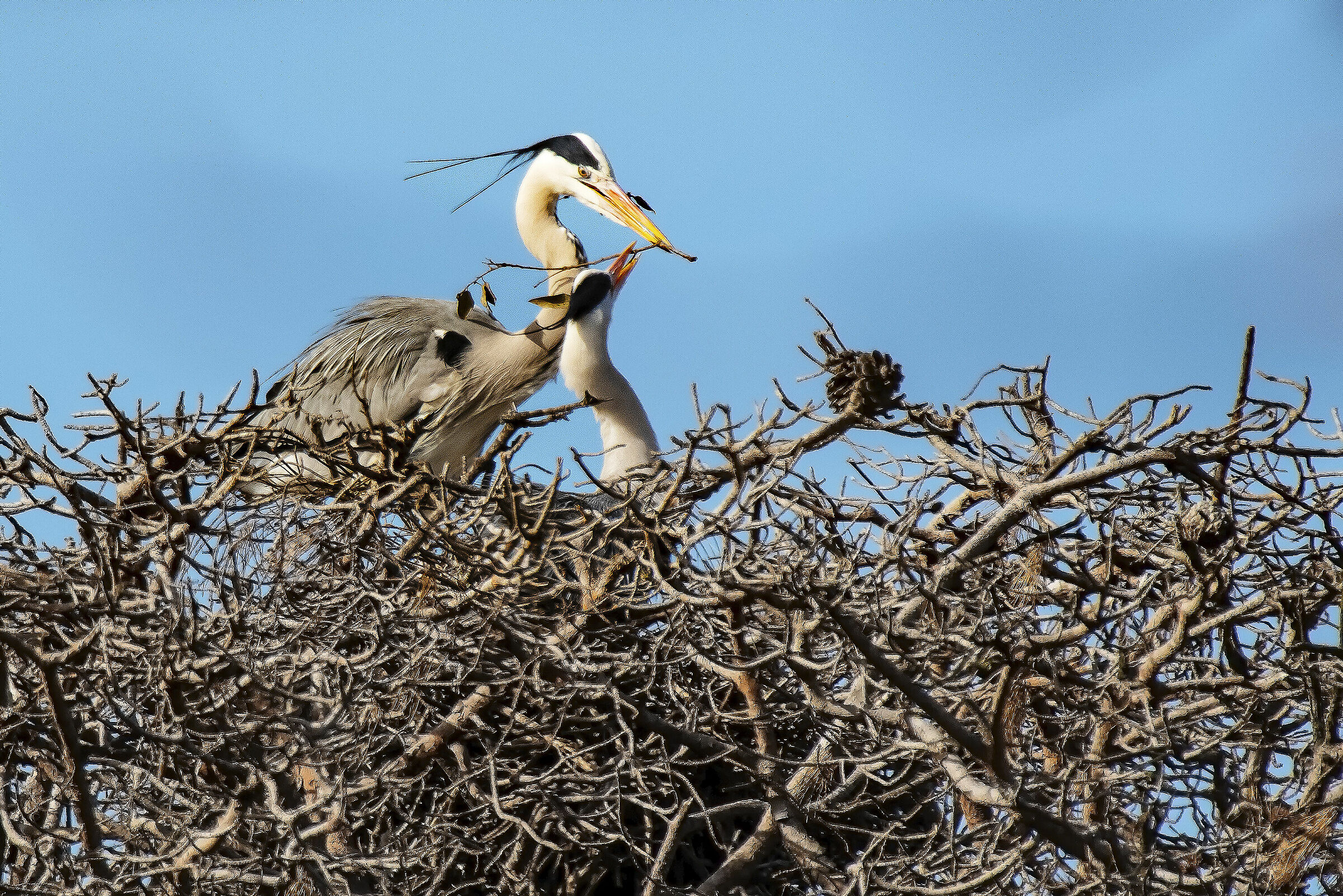 La consegna con un sorriso